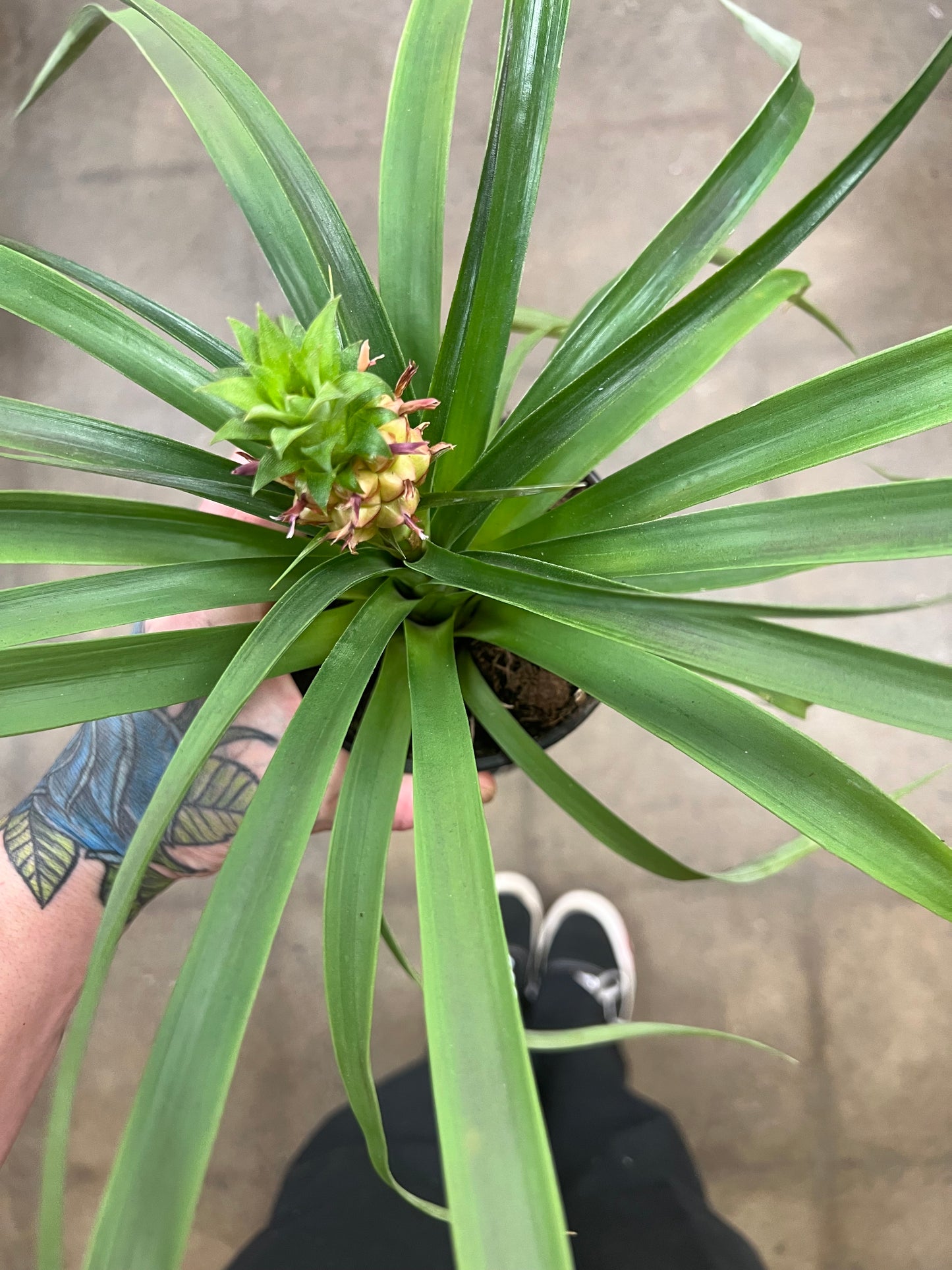 Ananas