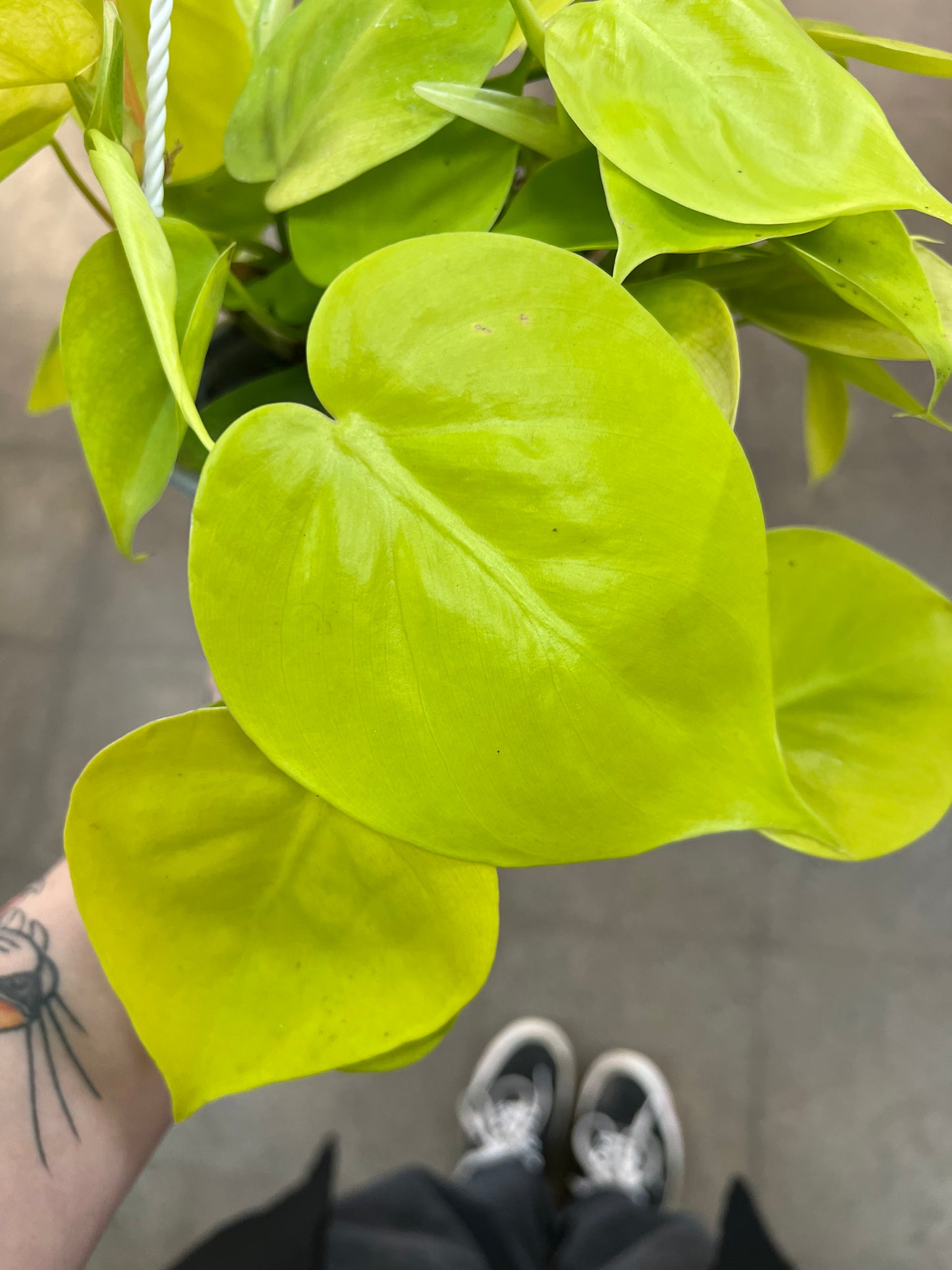 Philodendron Lemon Lime