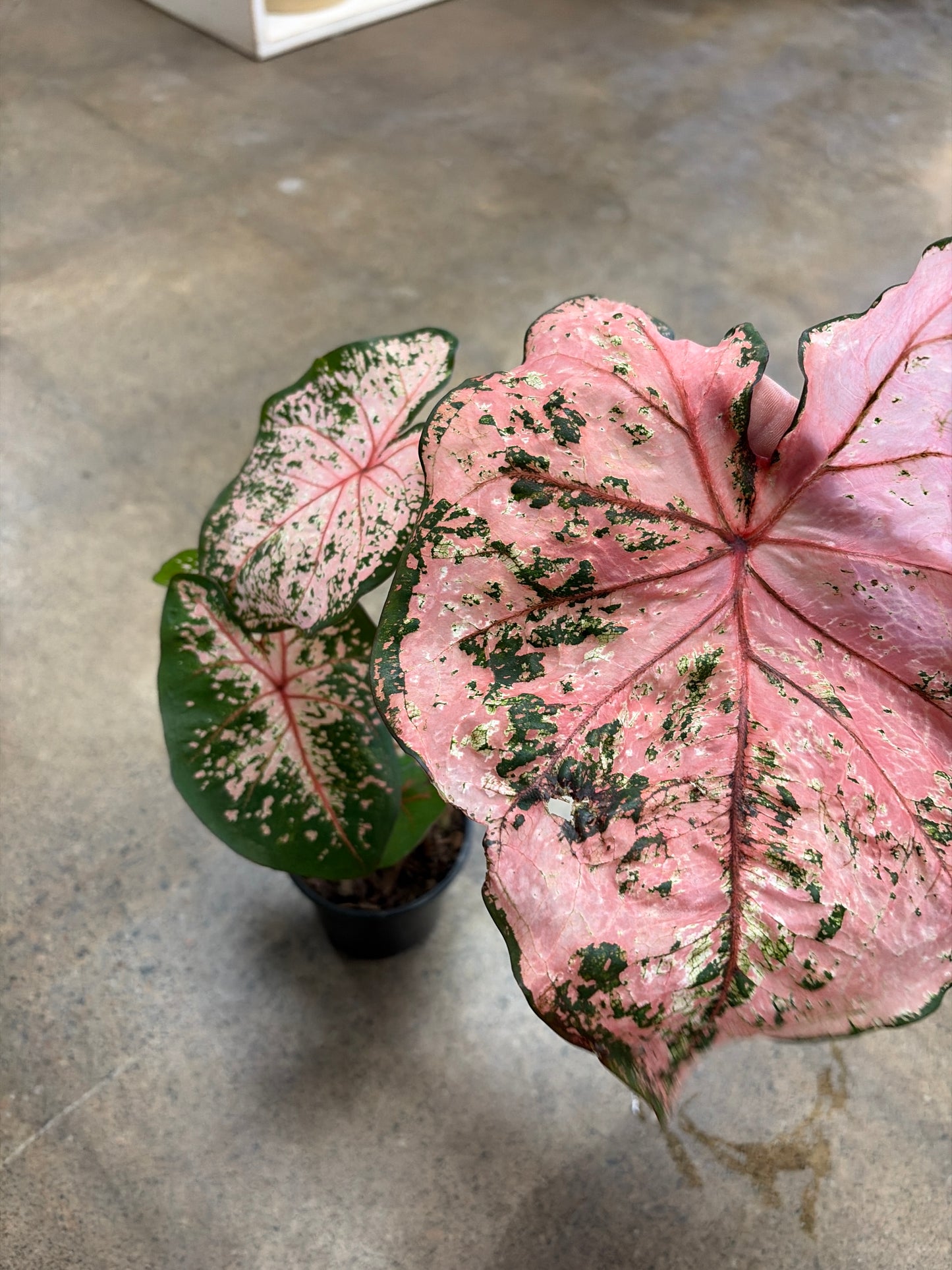 Caladium Pink Beauty
