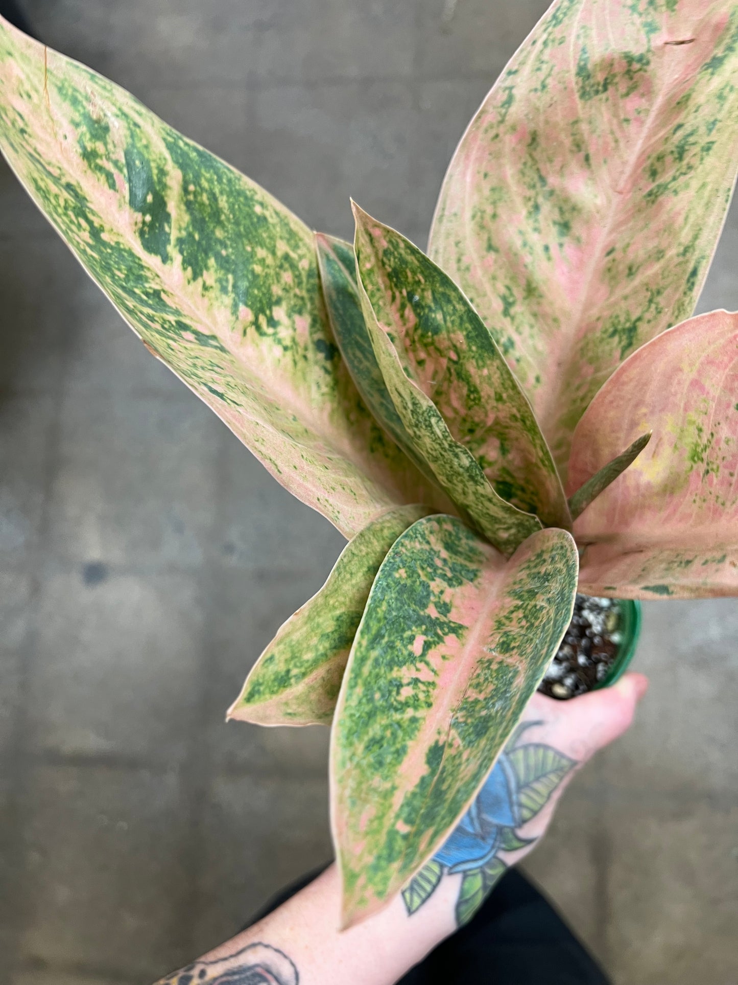 Aglaonema Pink Banana