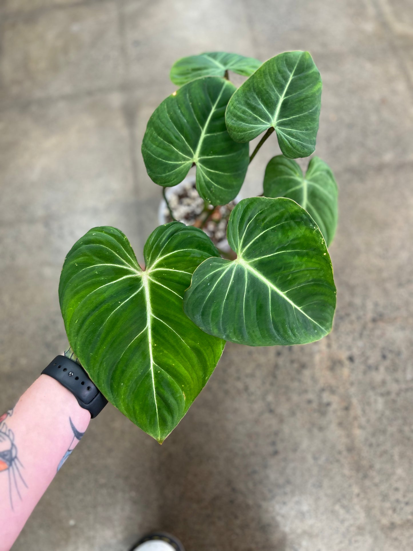 Philodendron Gloriosum