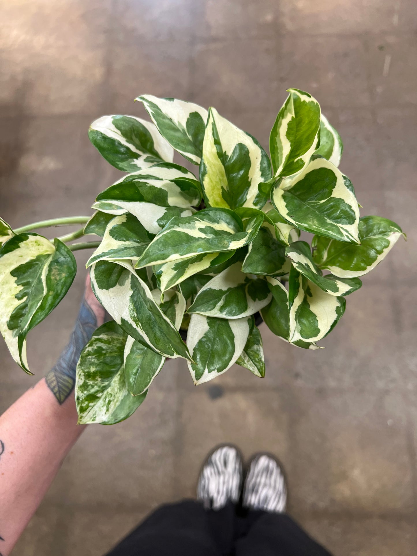 Pothos Pearl and Jade