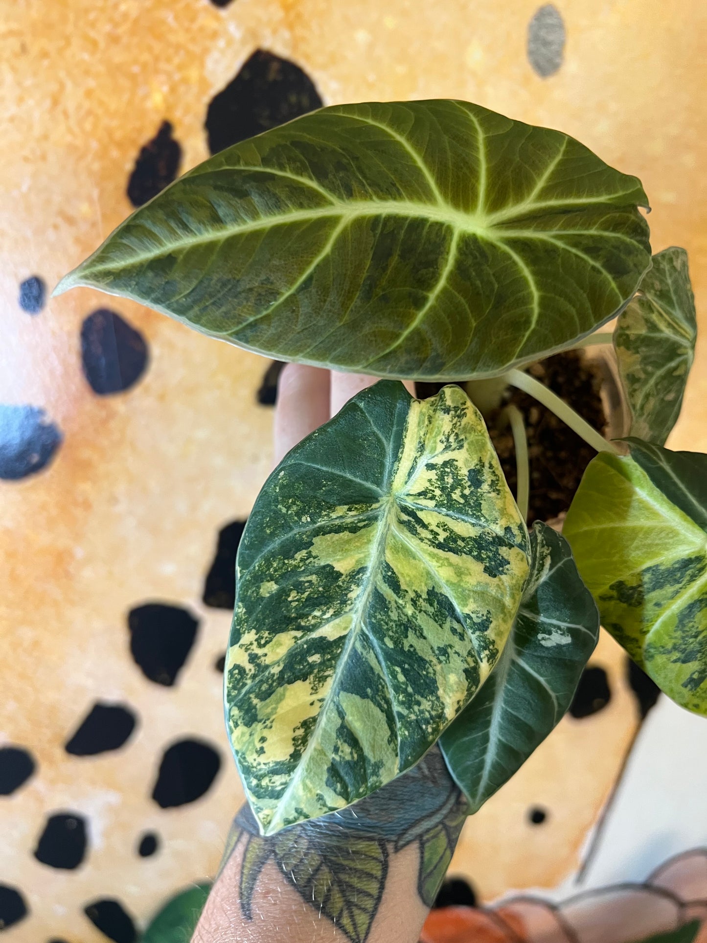 Alocasia Black Velvet Gold