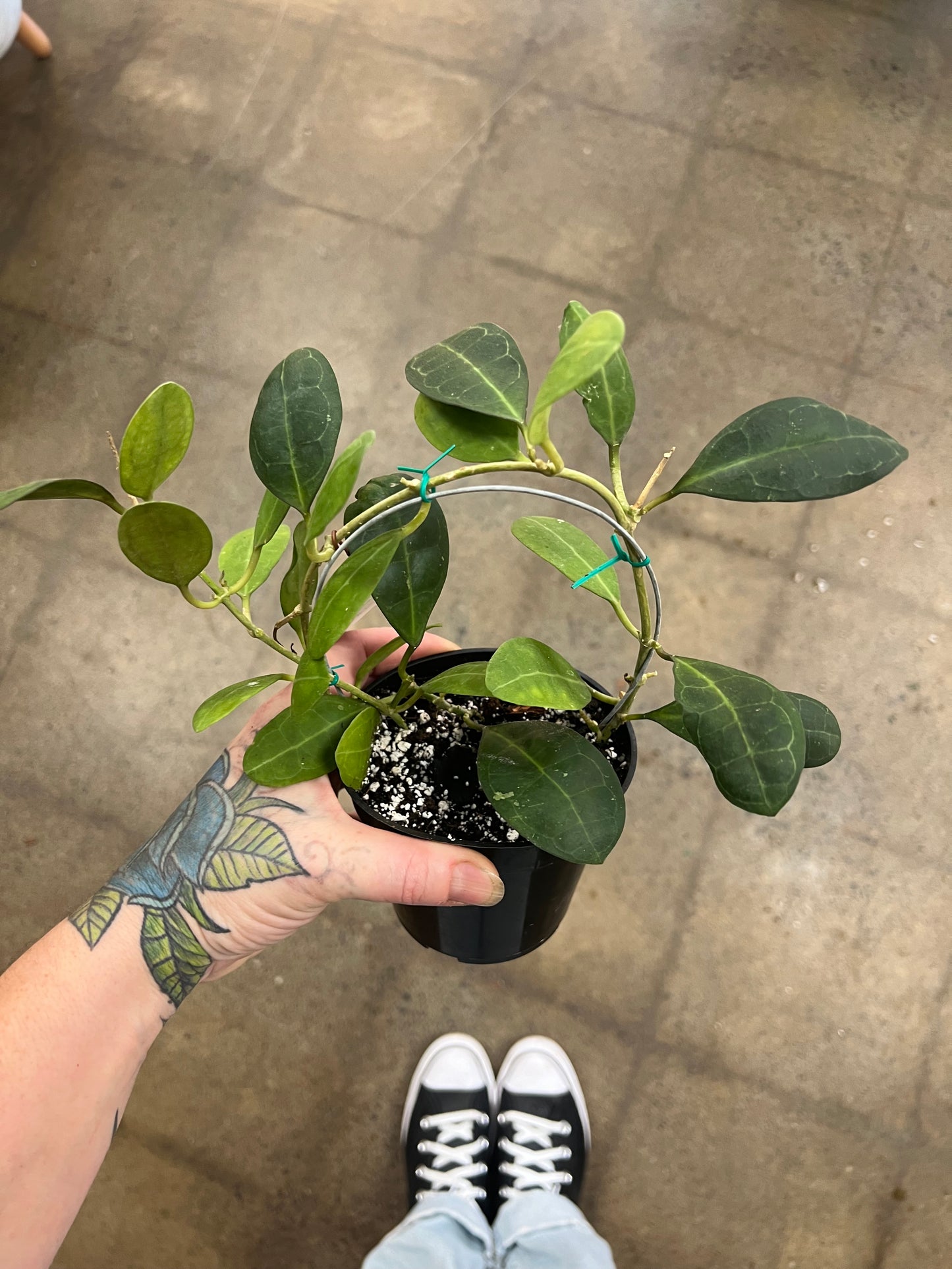 Hoya Elliptica Round Leaves