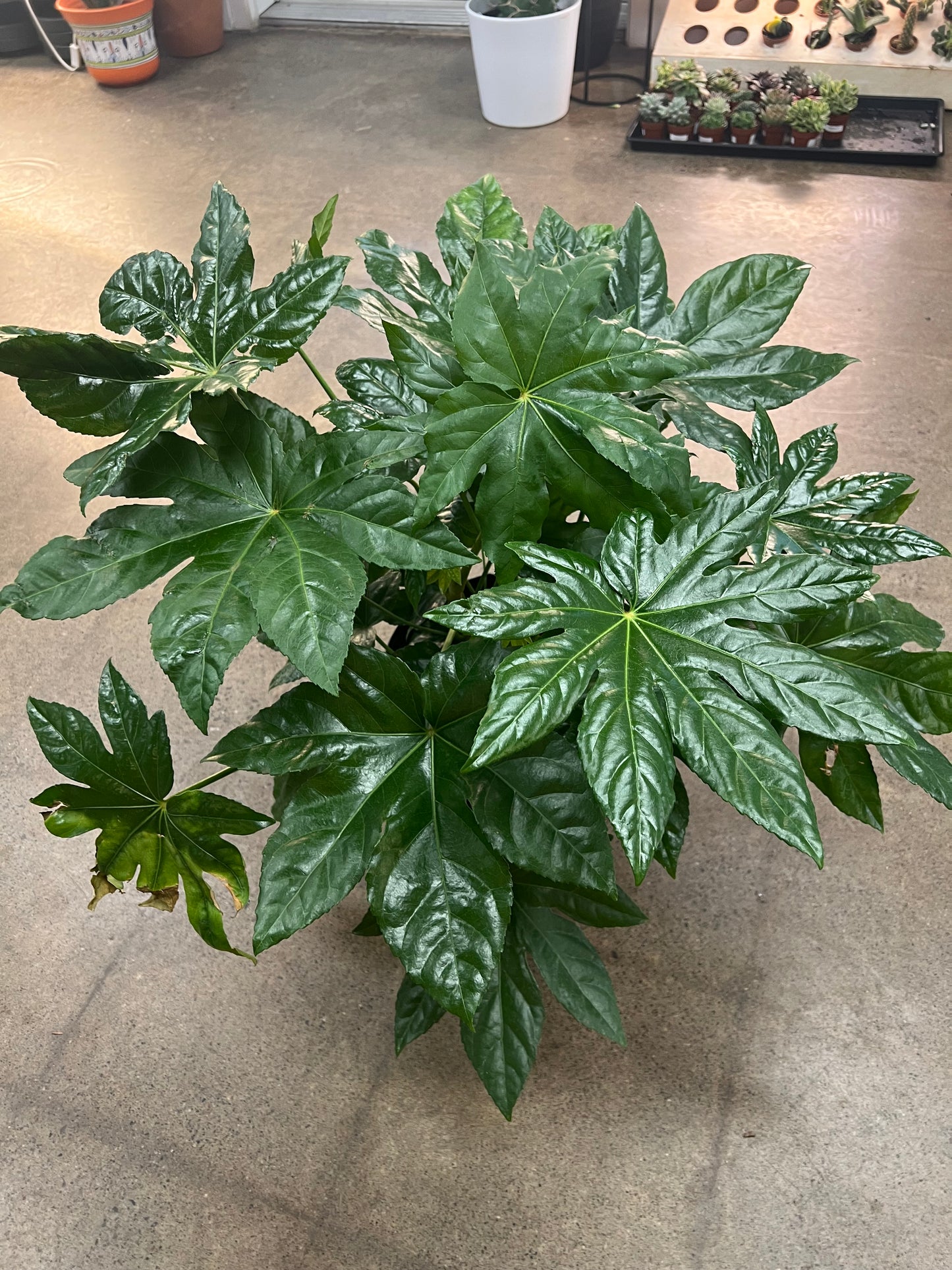 Fatsia Japonica
