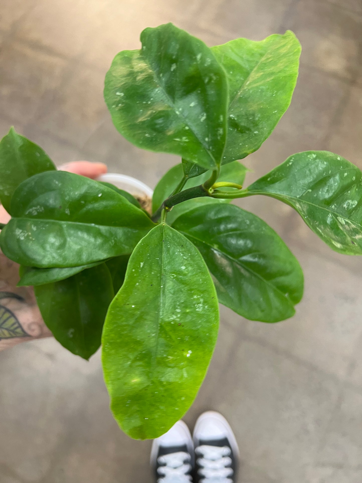 Hoya Lasiantha