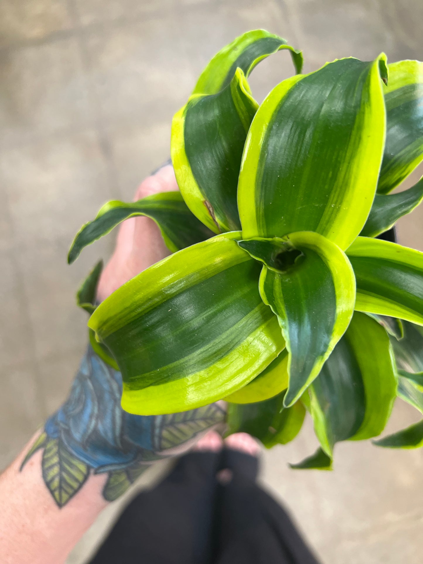 Dracaena Yellow Tornado