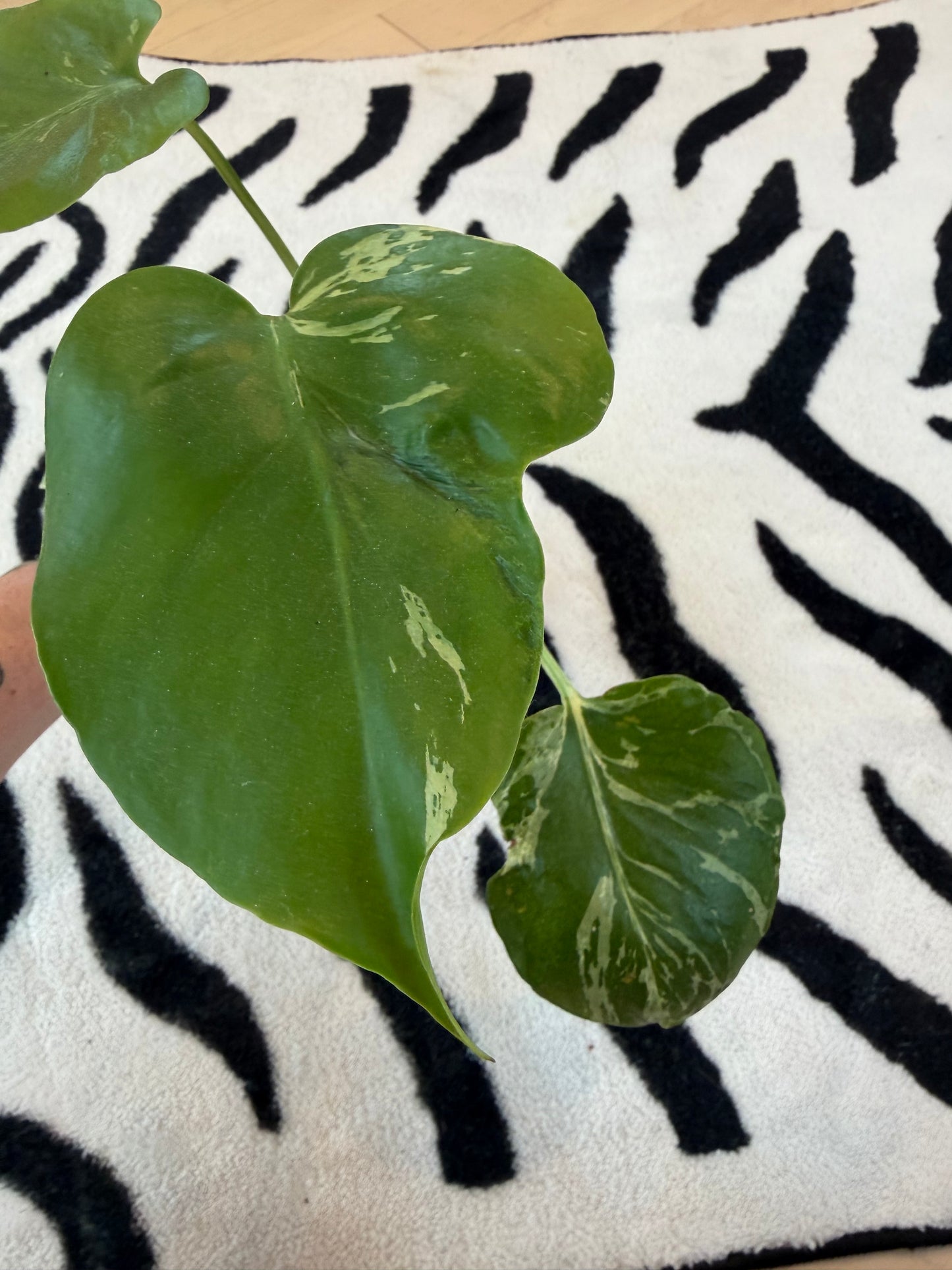 Monstera Bulbasaur #12