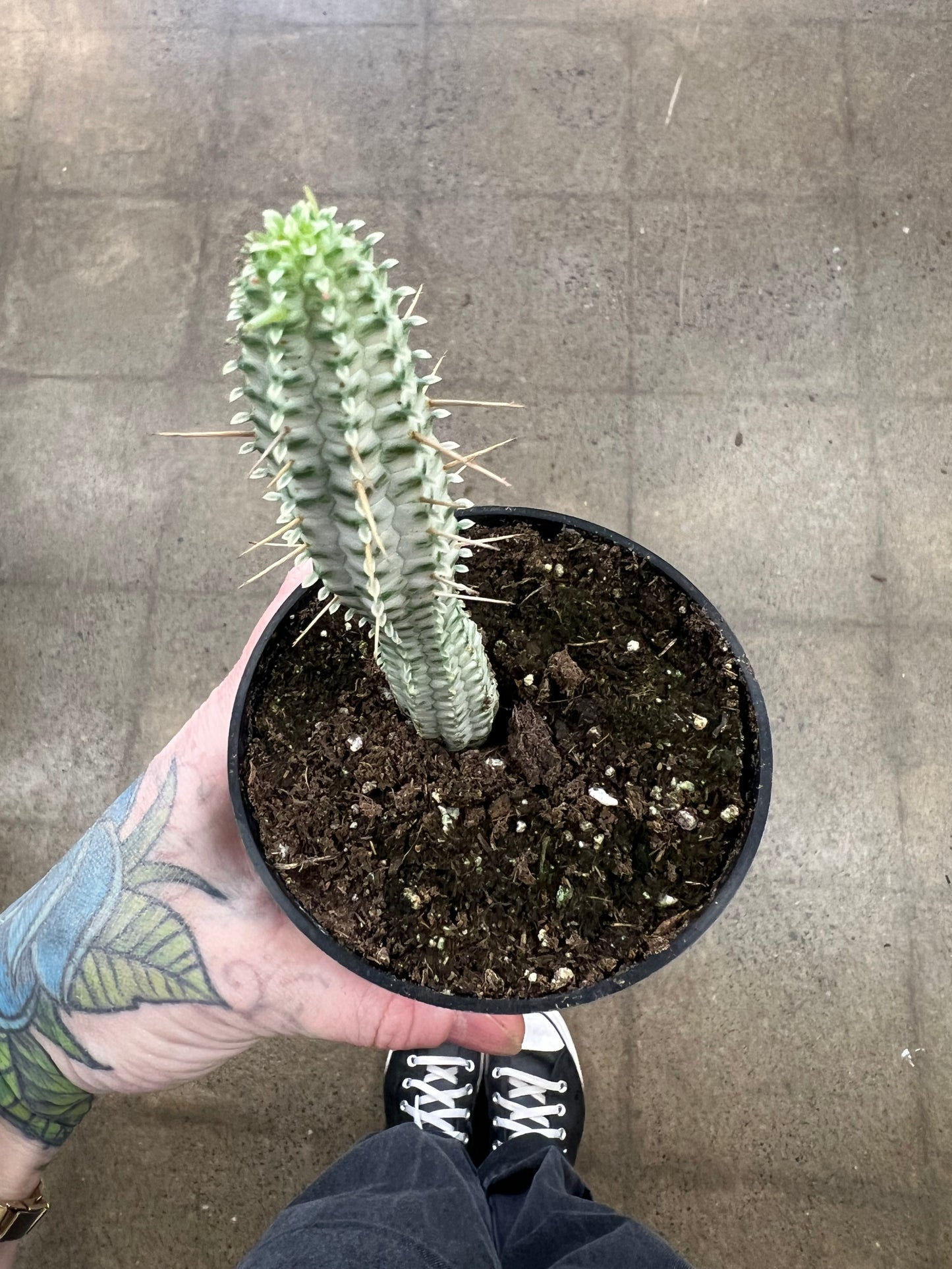 Euphorbia Mammillaris