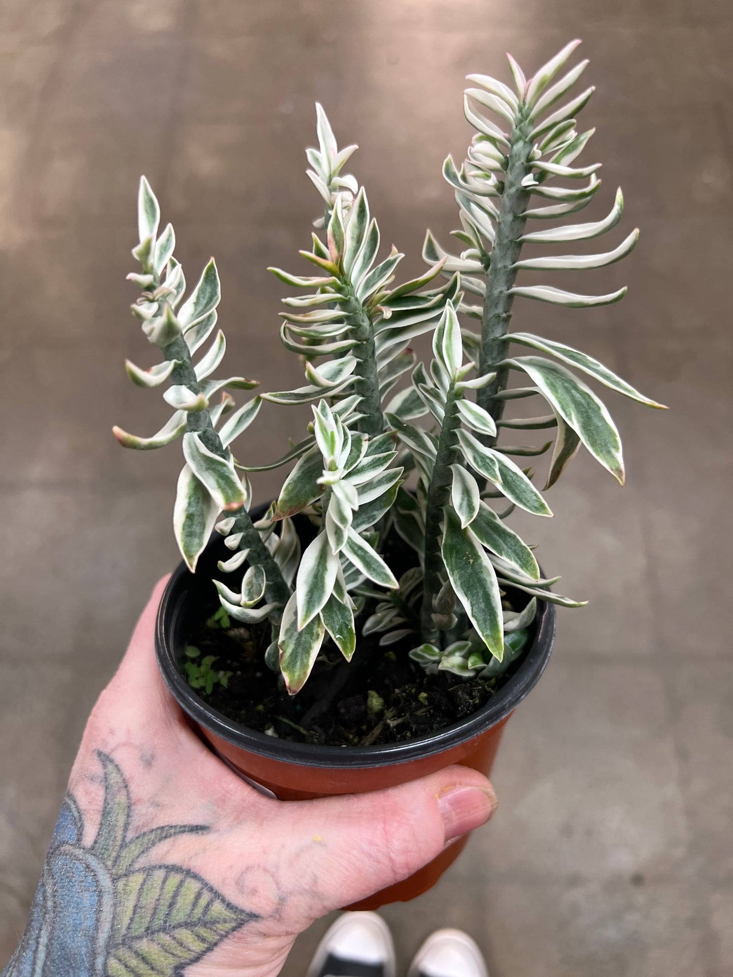Euphorbia Tithymaloides Variegata