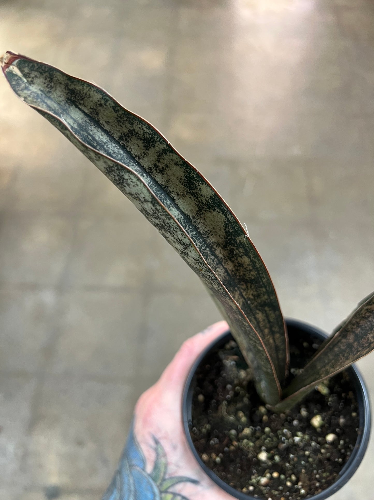 Sansevieria Coppertone