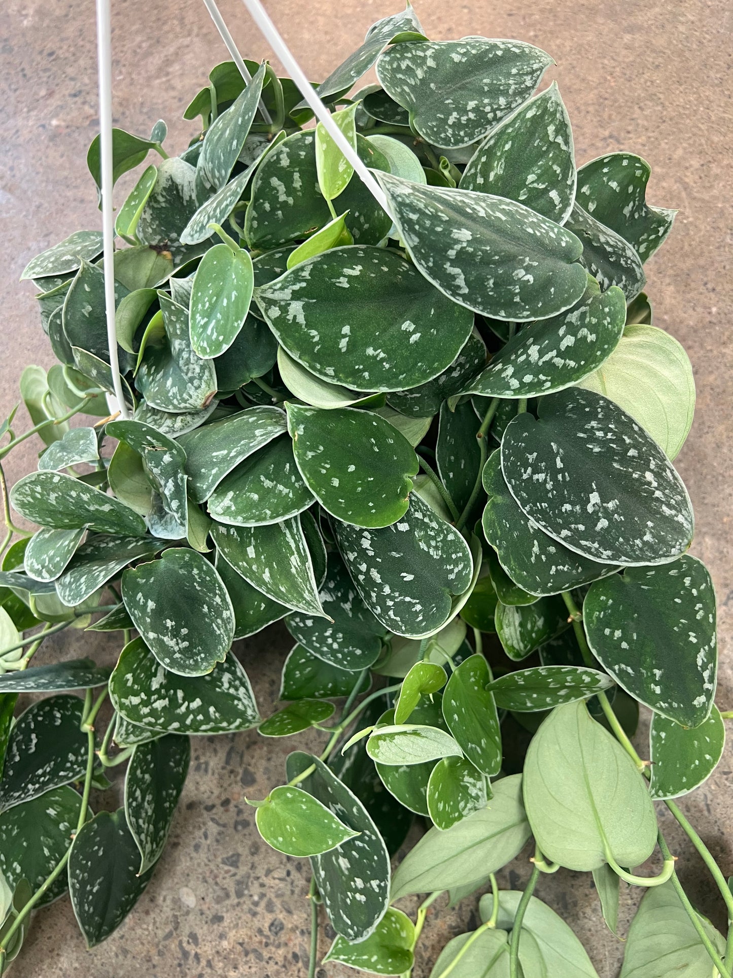 Scindapsus Silvery Ann