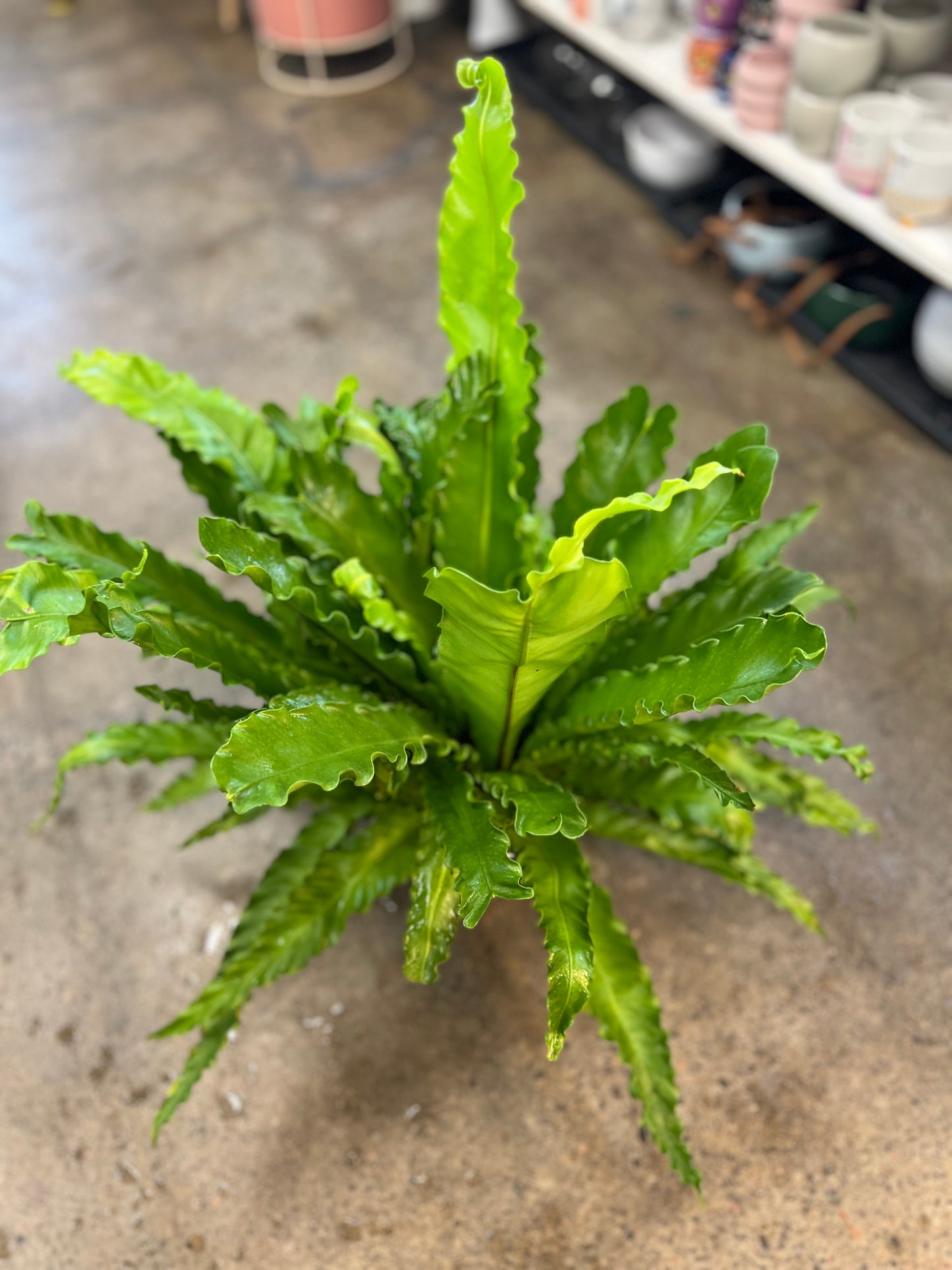 Fern Asplenium Birdnest