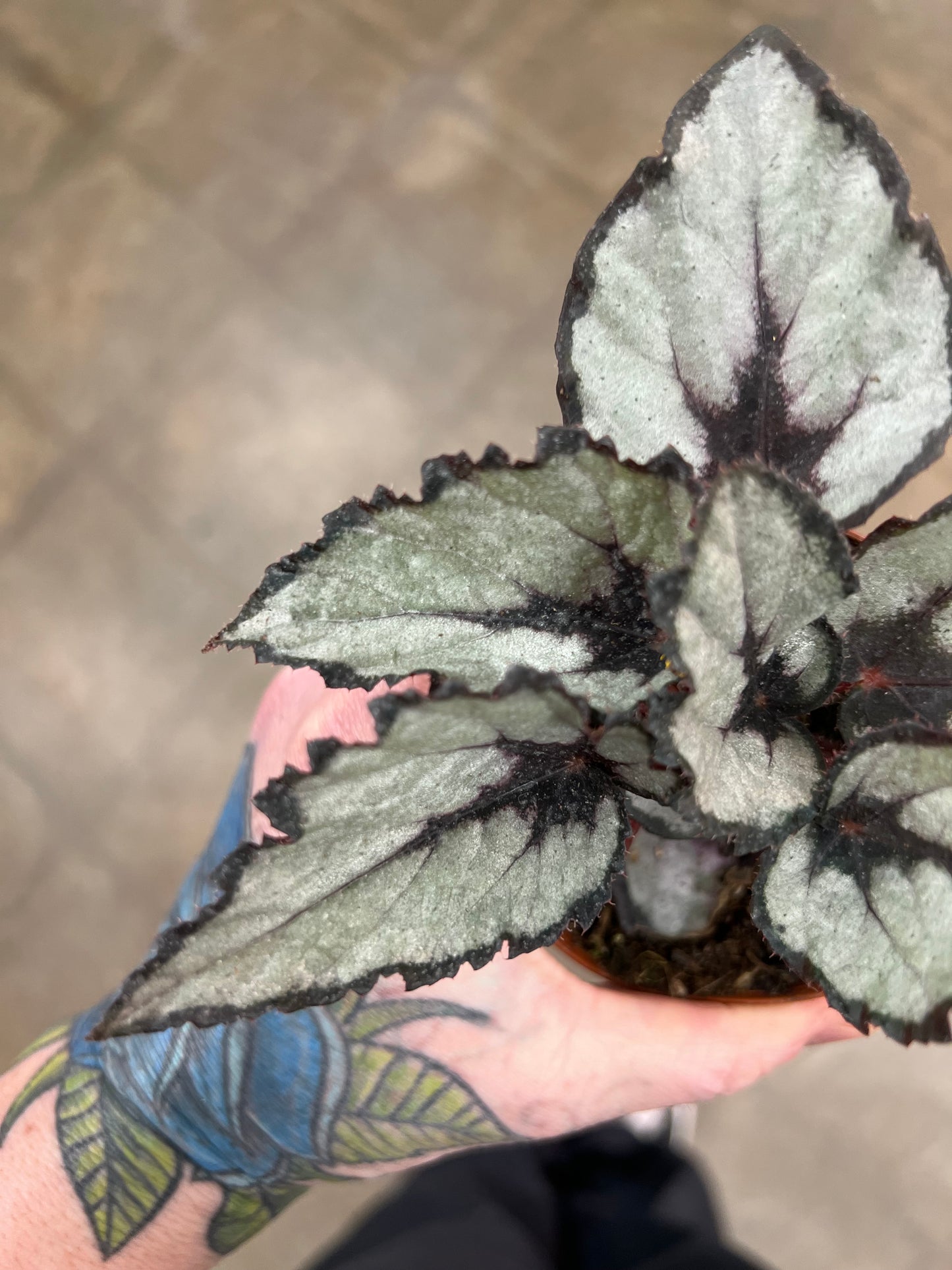 Begonia Rex