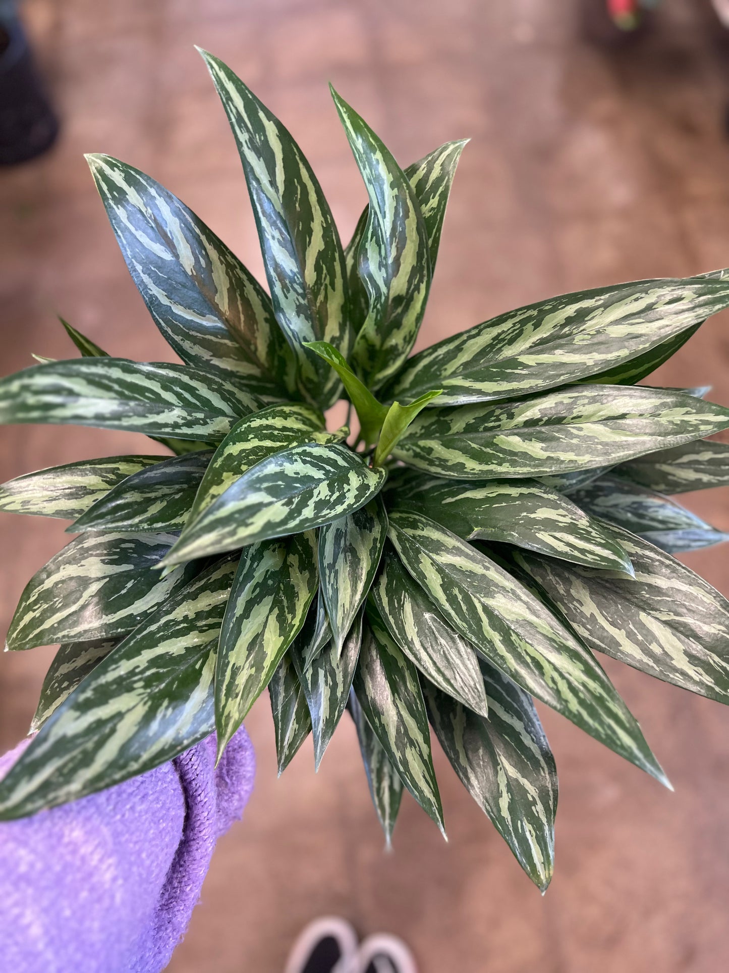 Aglaonema Tigress