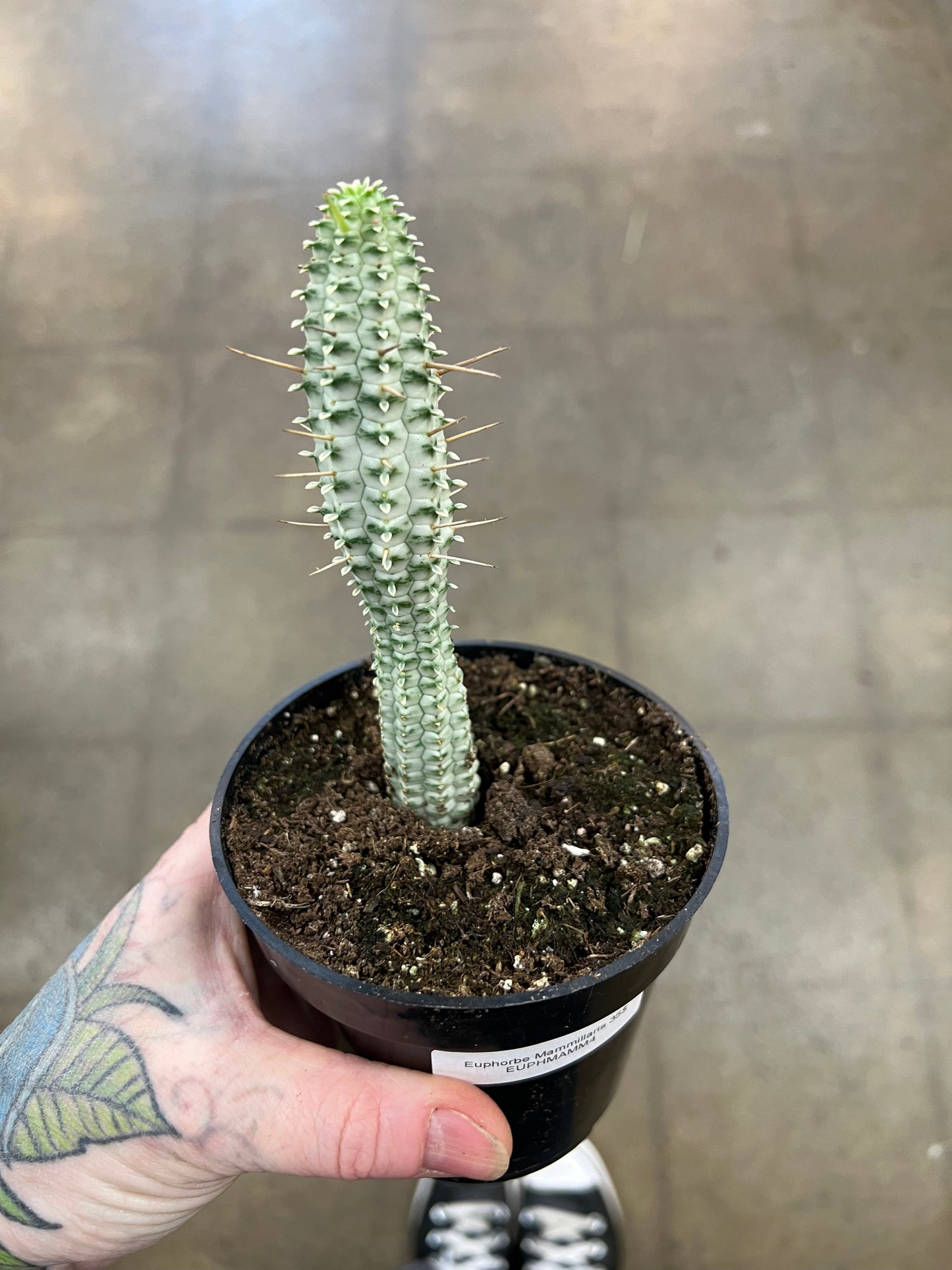 Euphorbe Mammillaris