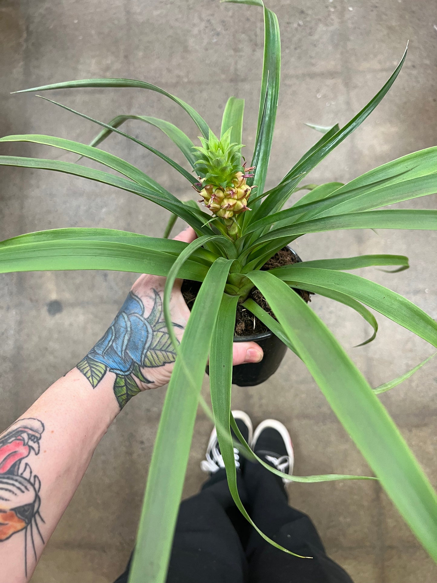 Ananas