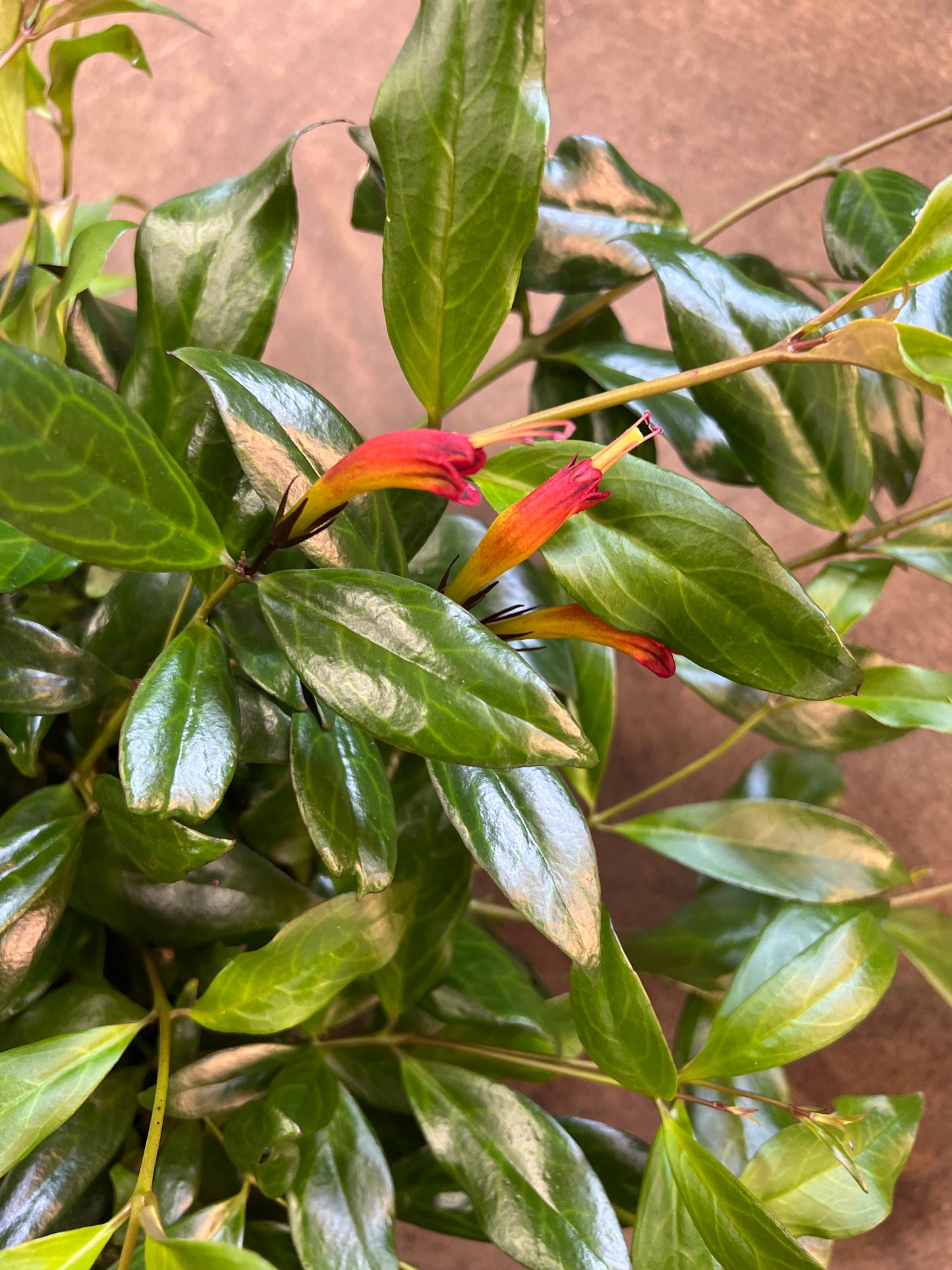 Aeschynanthus Marmoratus Zebra