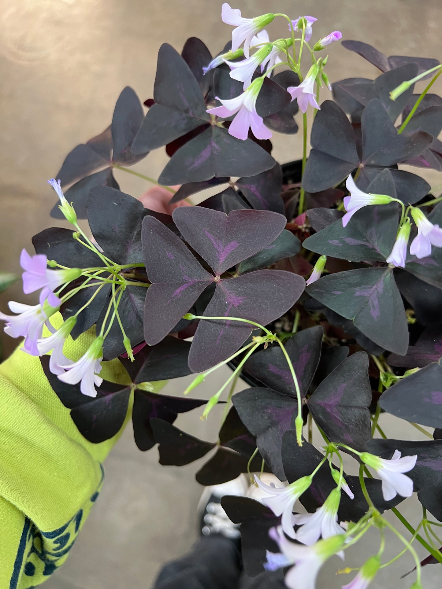 Oxalis Shamrock Rouge