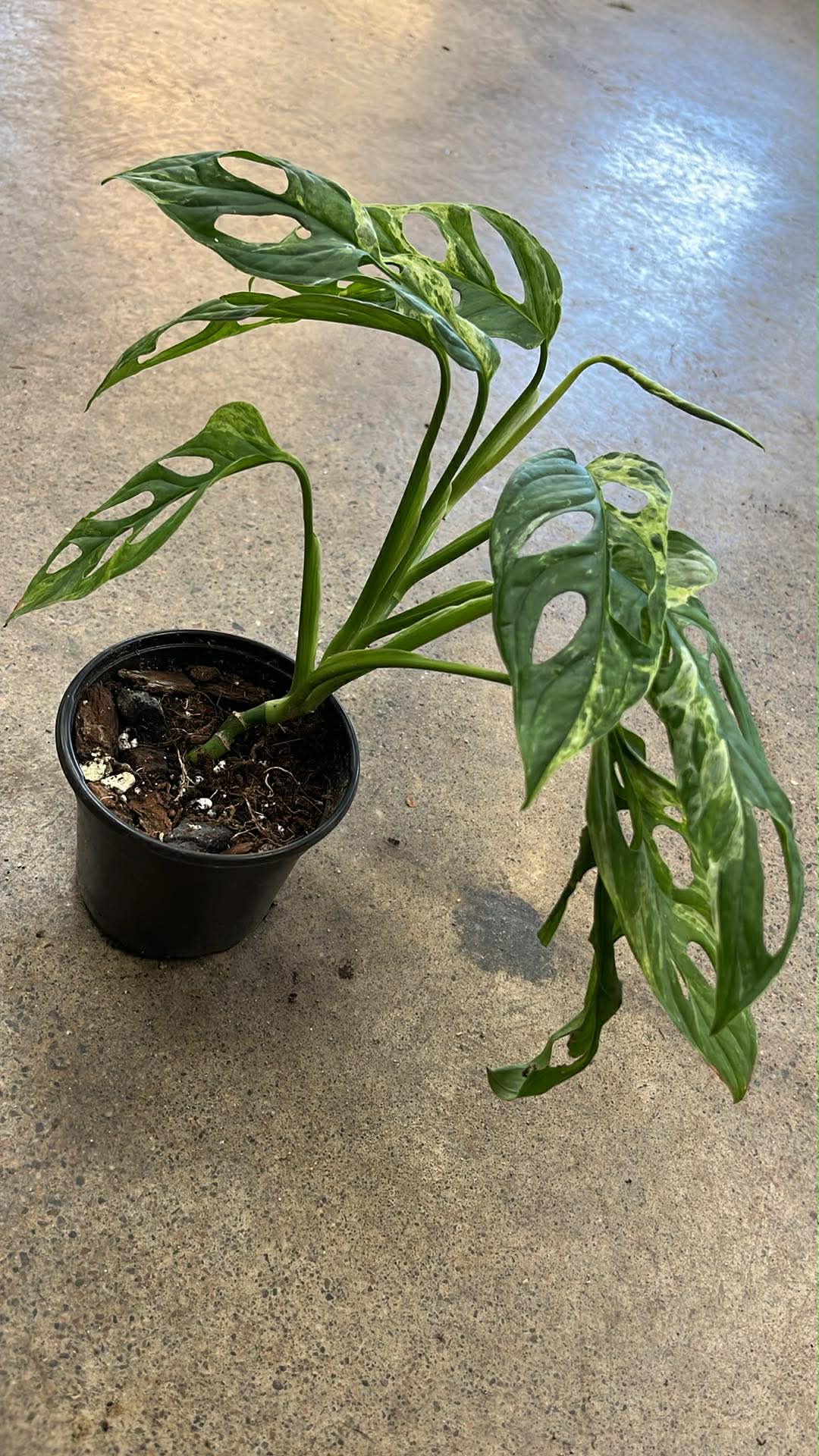 Monstera Adansonii Marble