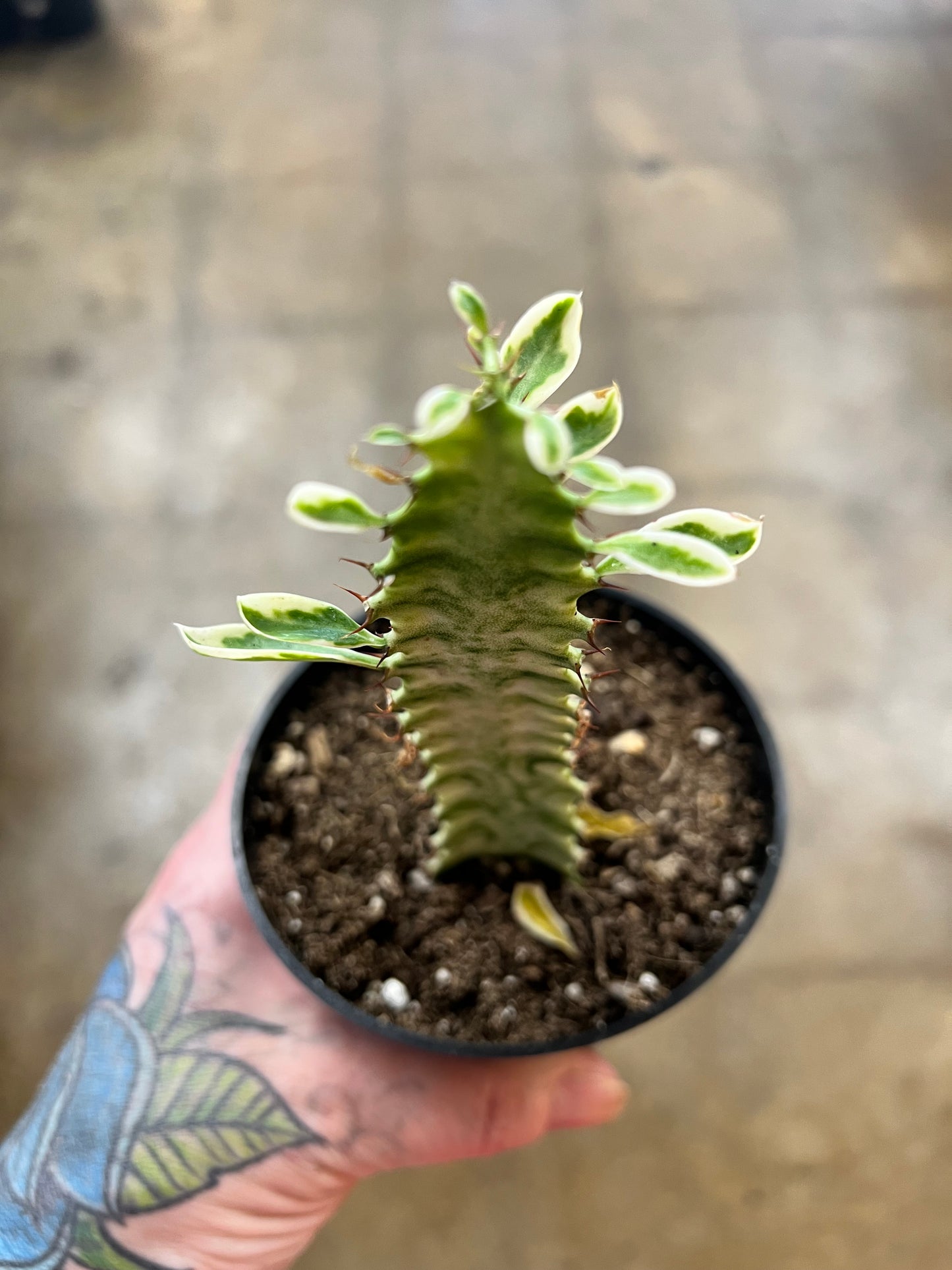 Euphorbia Trigona White