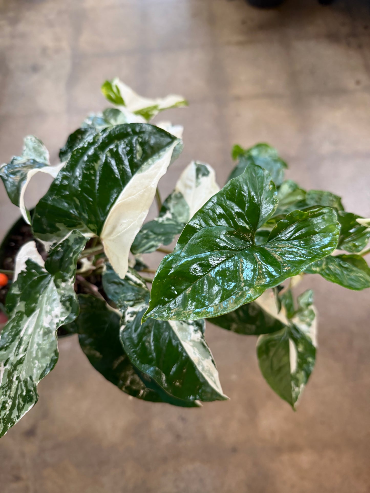 Syngonium Albo