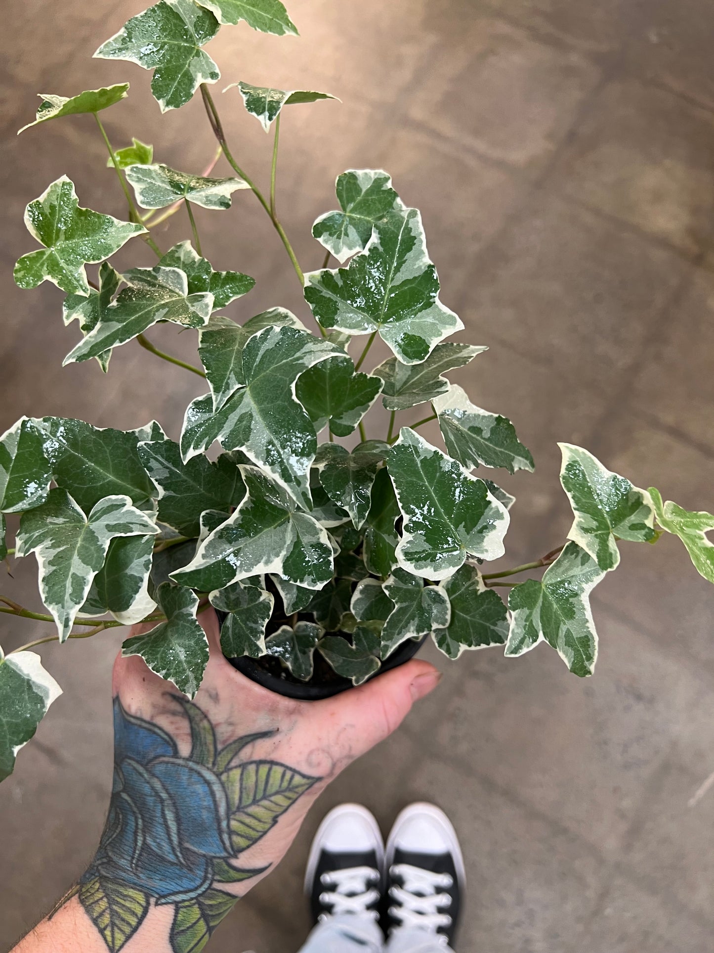 Variegated Ivy Asst.