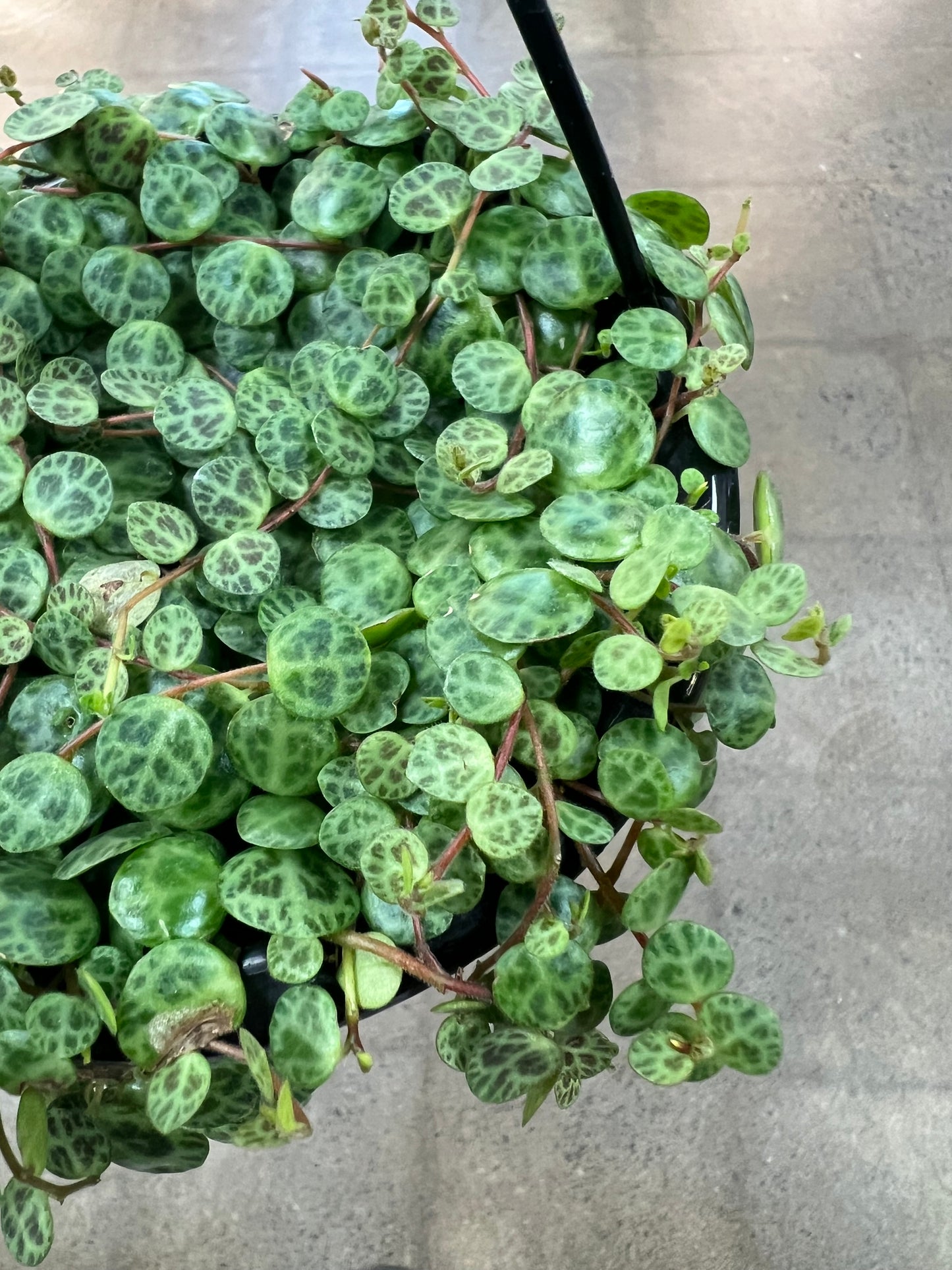 Peperomia Prostrata