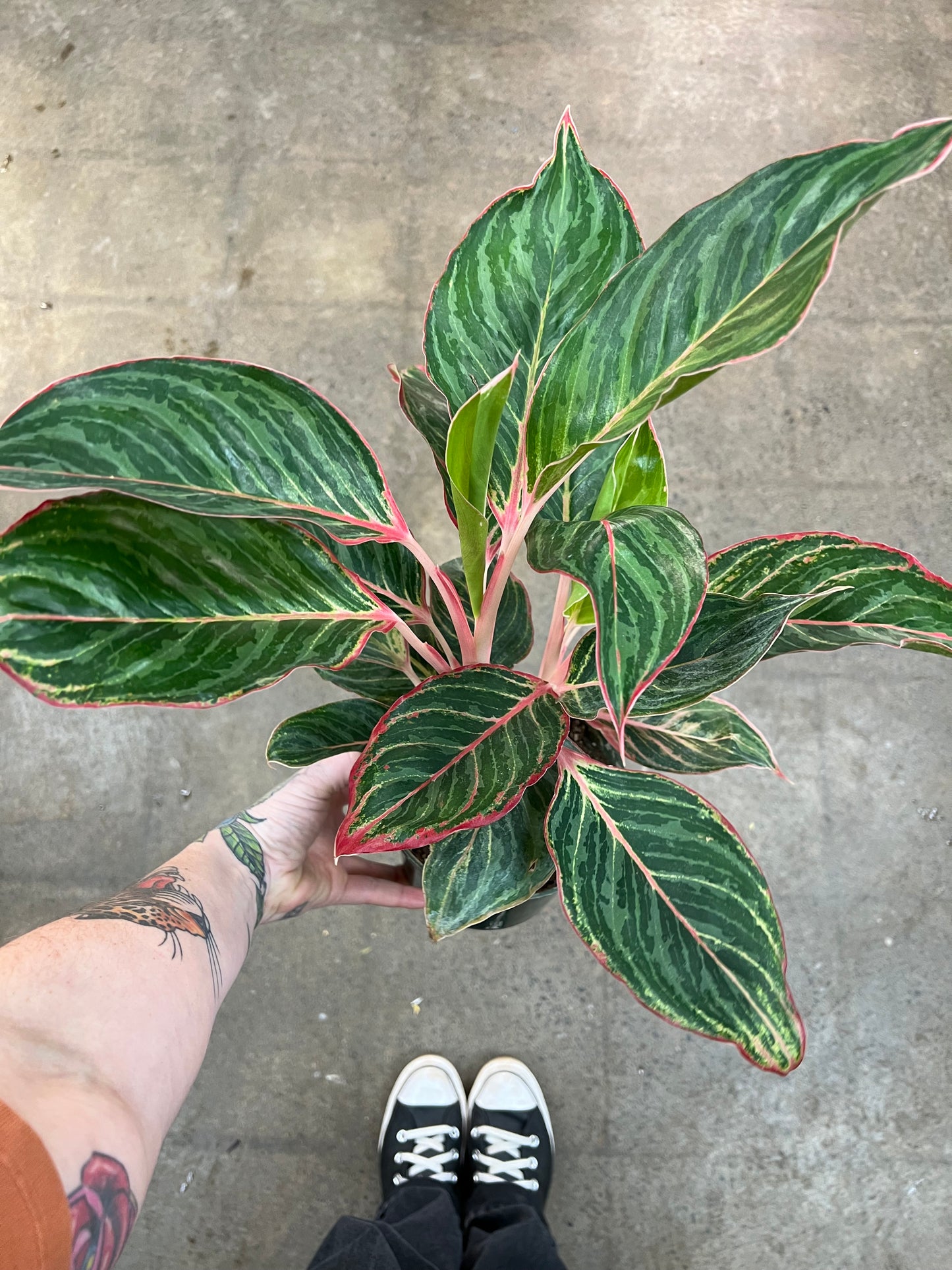 Aglaonema Moonstone Miles