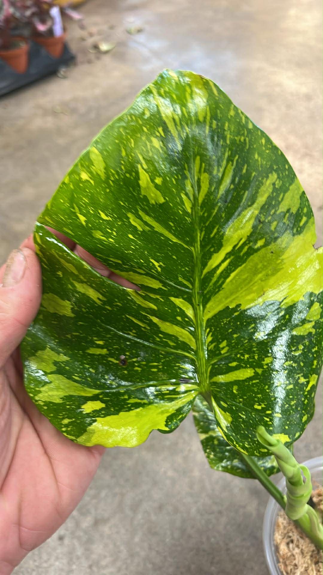 Monstera Electrolyte