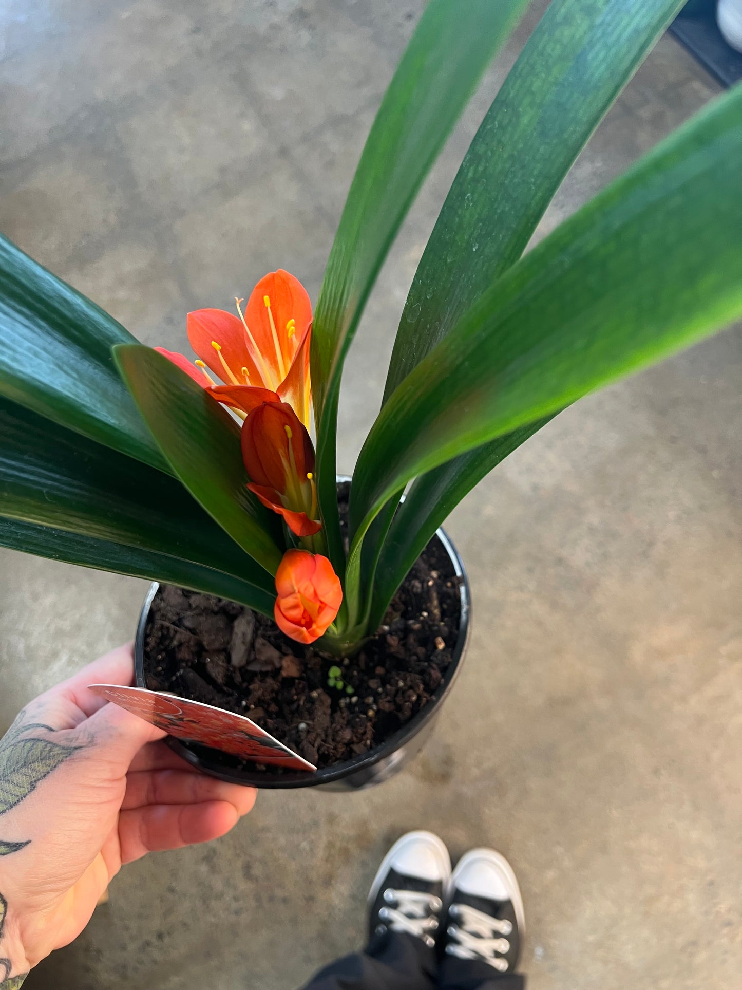 Clivia