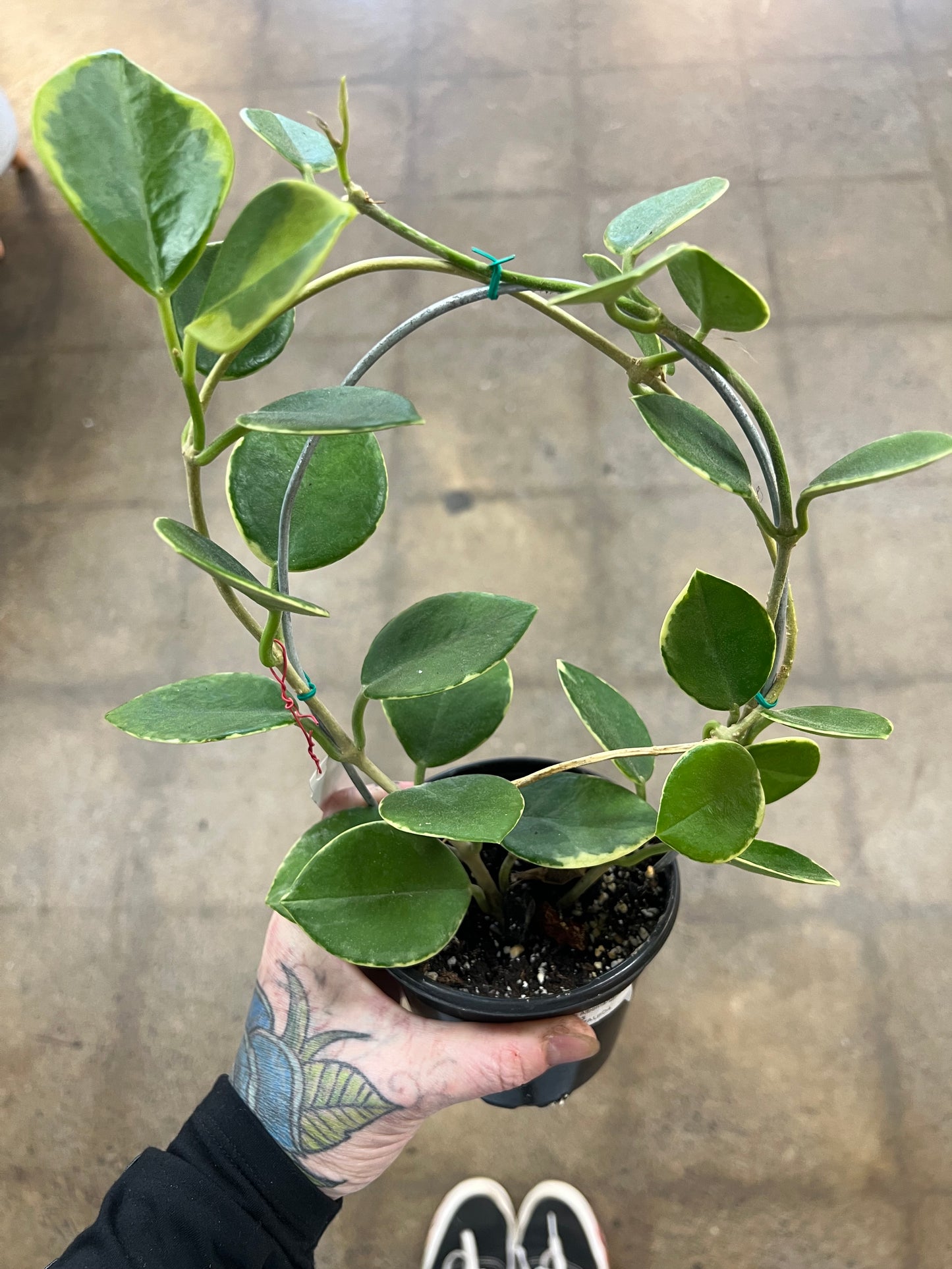 Hoya Australis Albomarginata