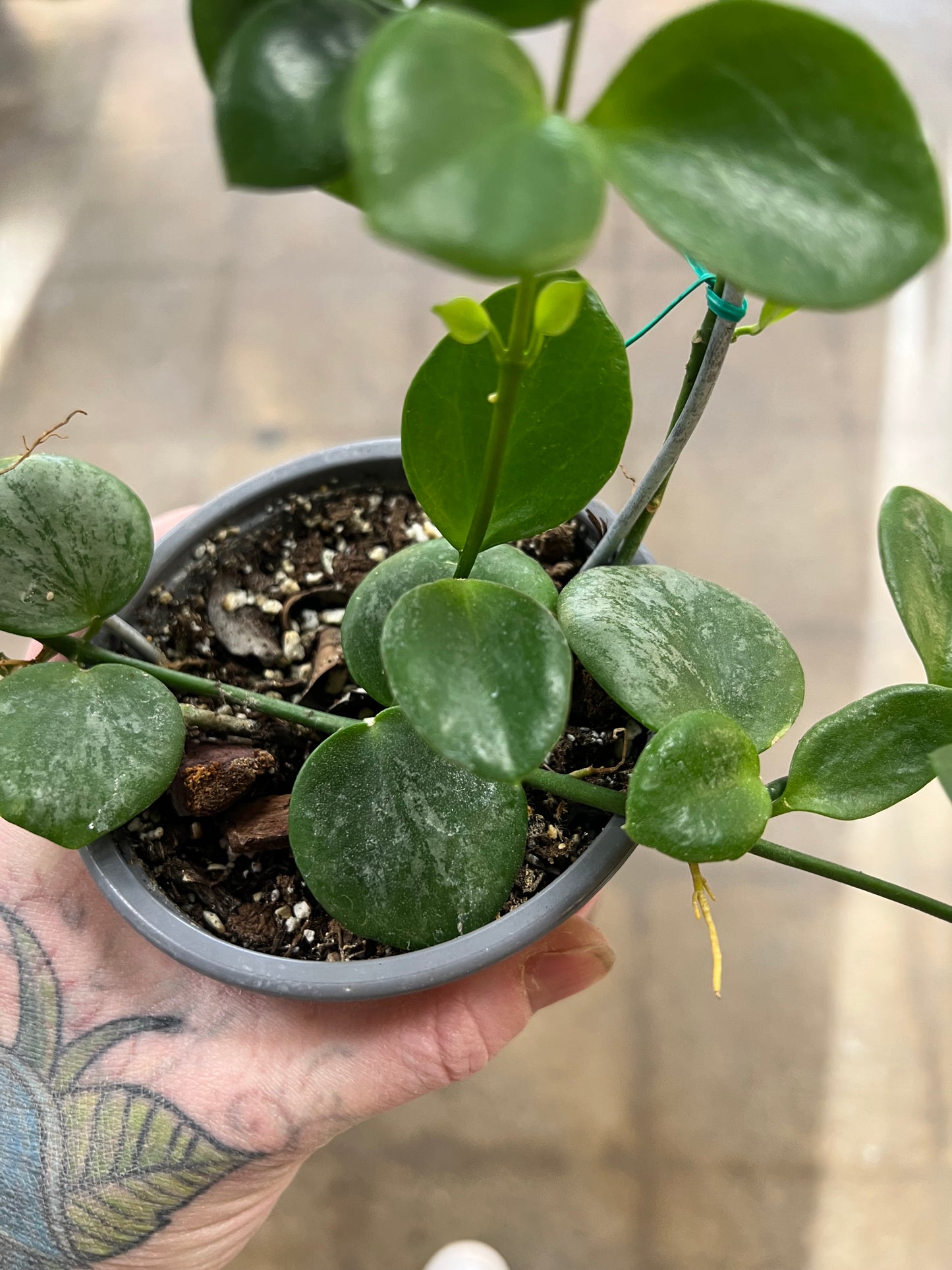 Hoya SP.Biak (Bikensis) Splash