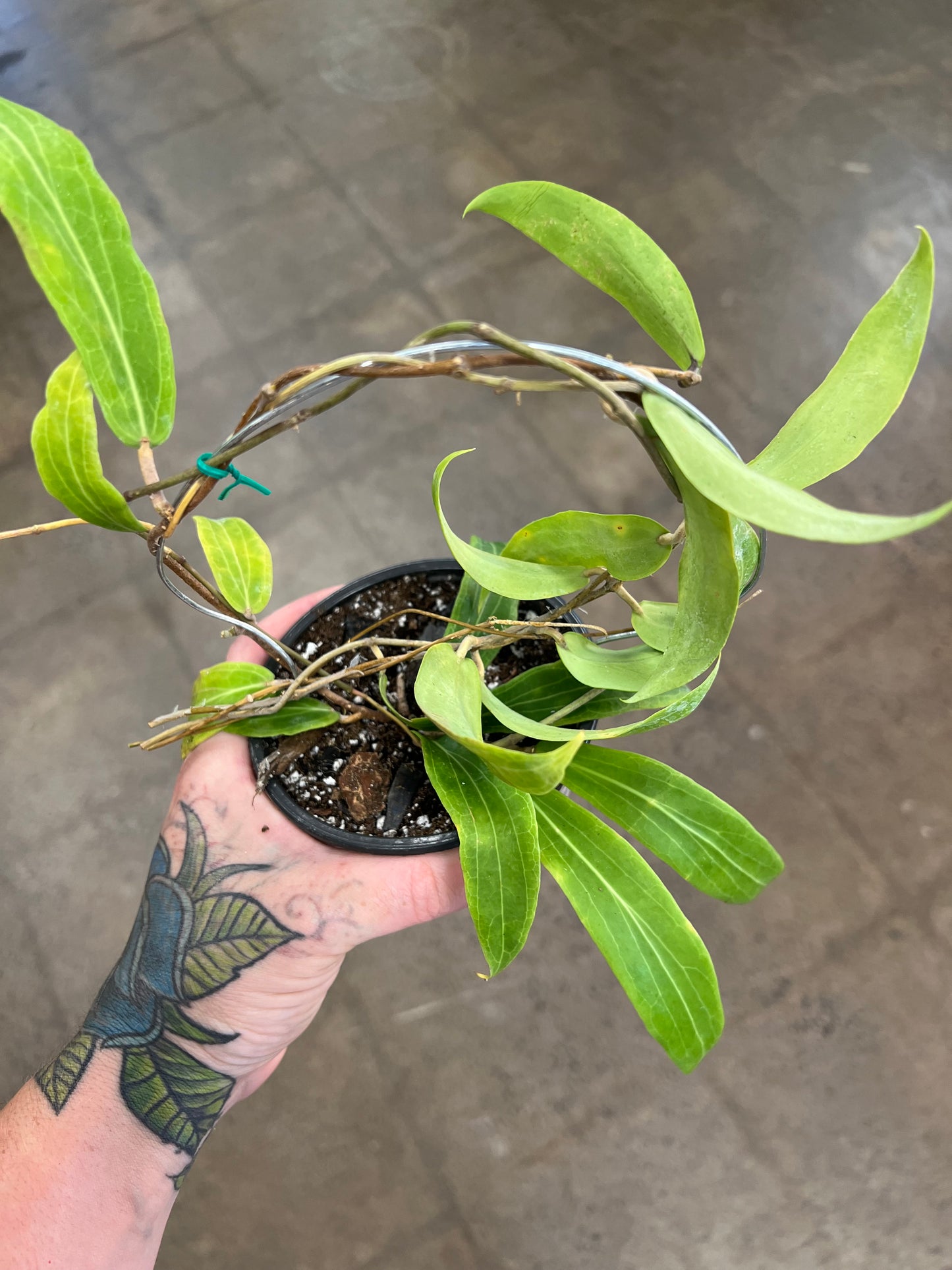 Hoya Blashernaezii SSP Valmayoriana