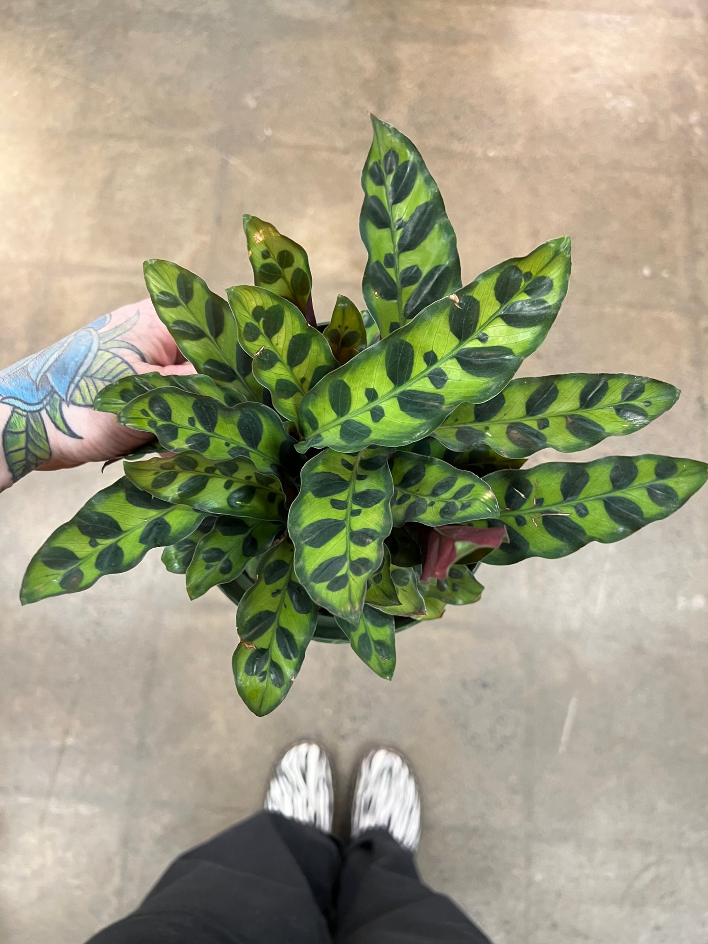 Calathea Lancifolia