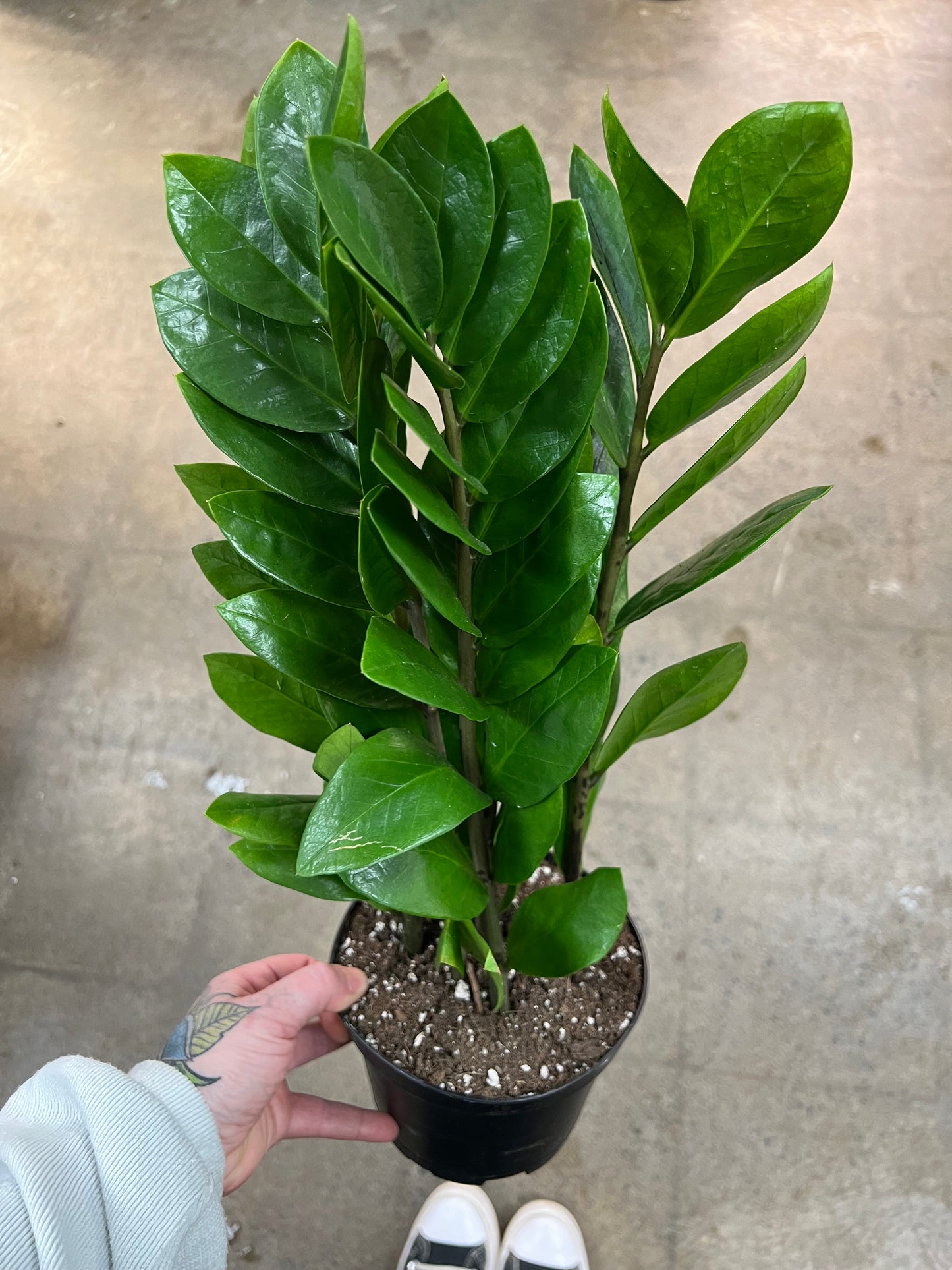 Zamioculcas Zamifolia Nova Star
