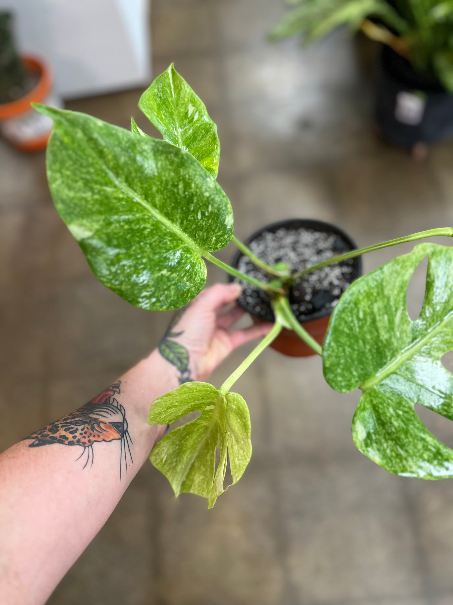Monstera Thaï Platinum