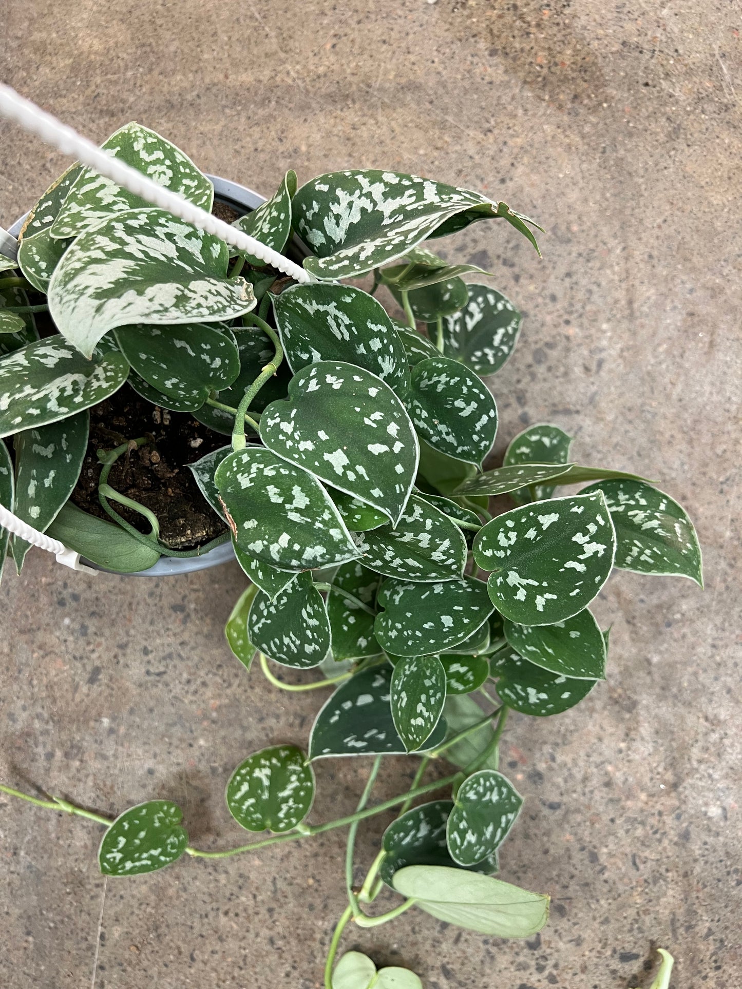 Scindapsus Pictus