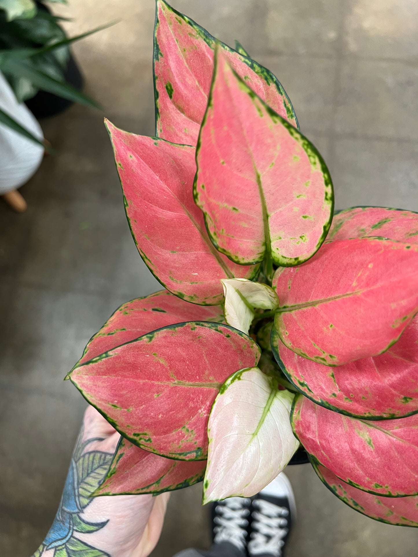 Aglaonema Red Zircon
