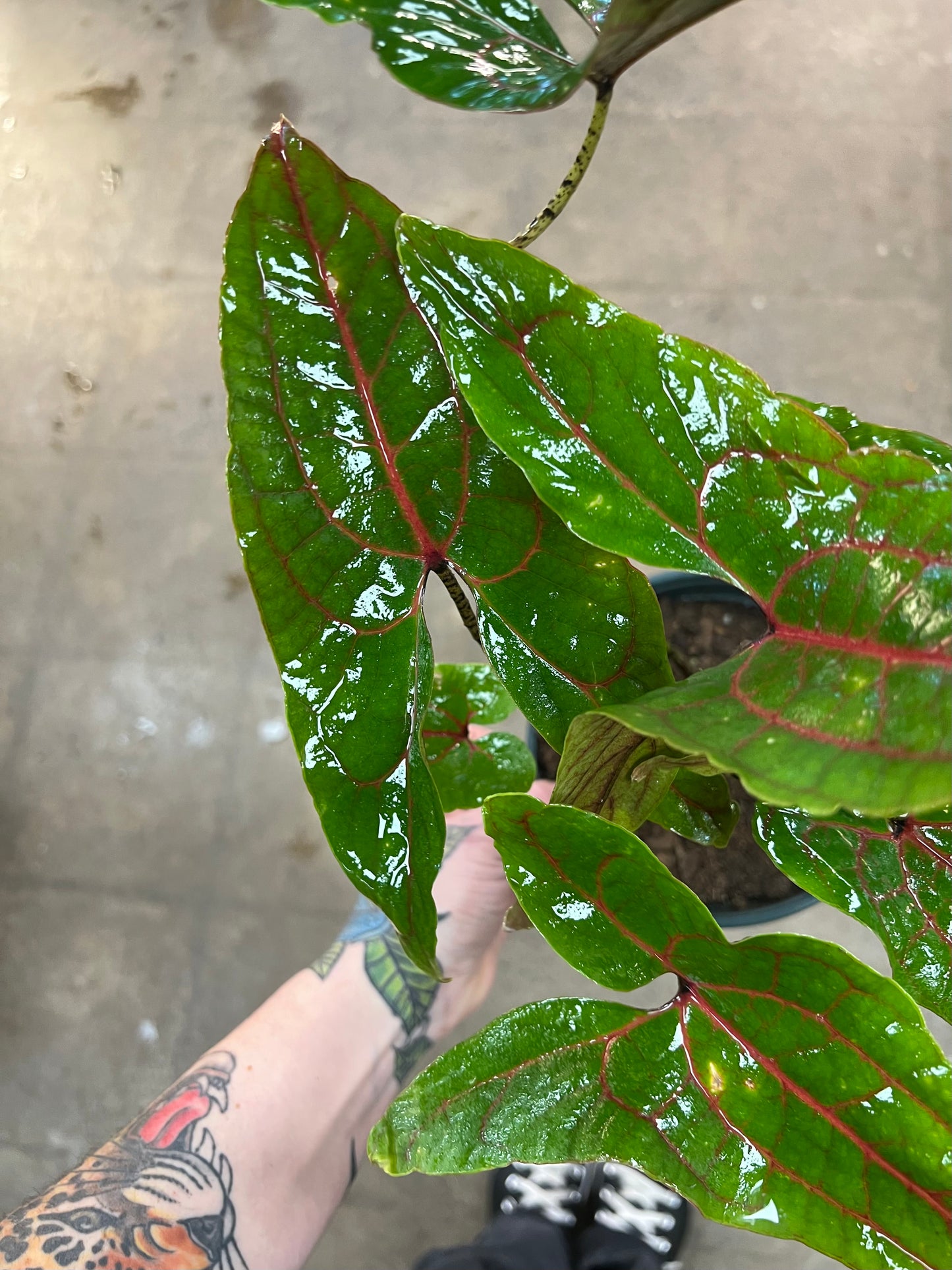 Cyrtosperma Johnstonii