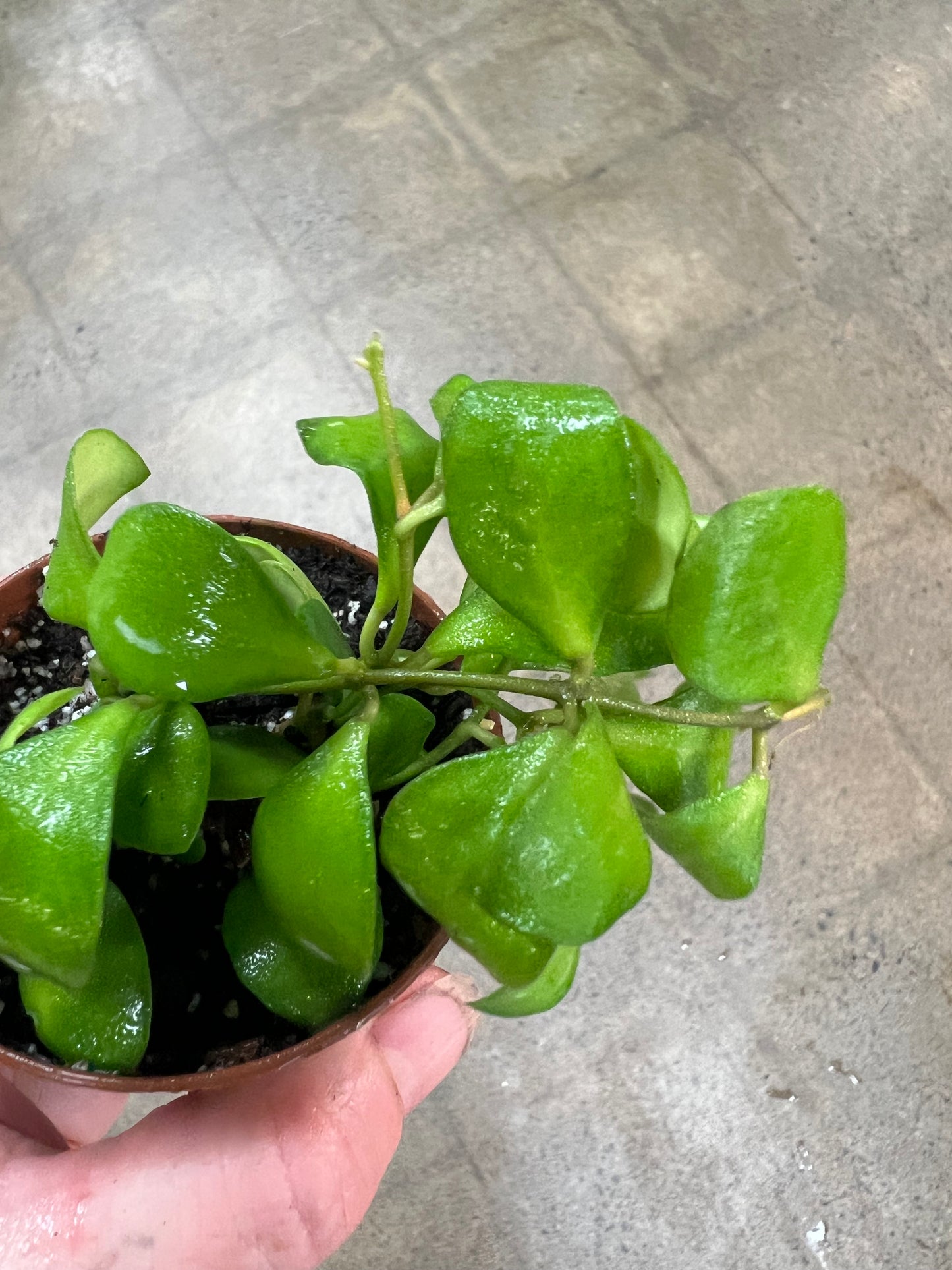 Hoya Panchoi IML 0249