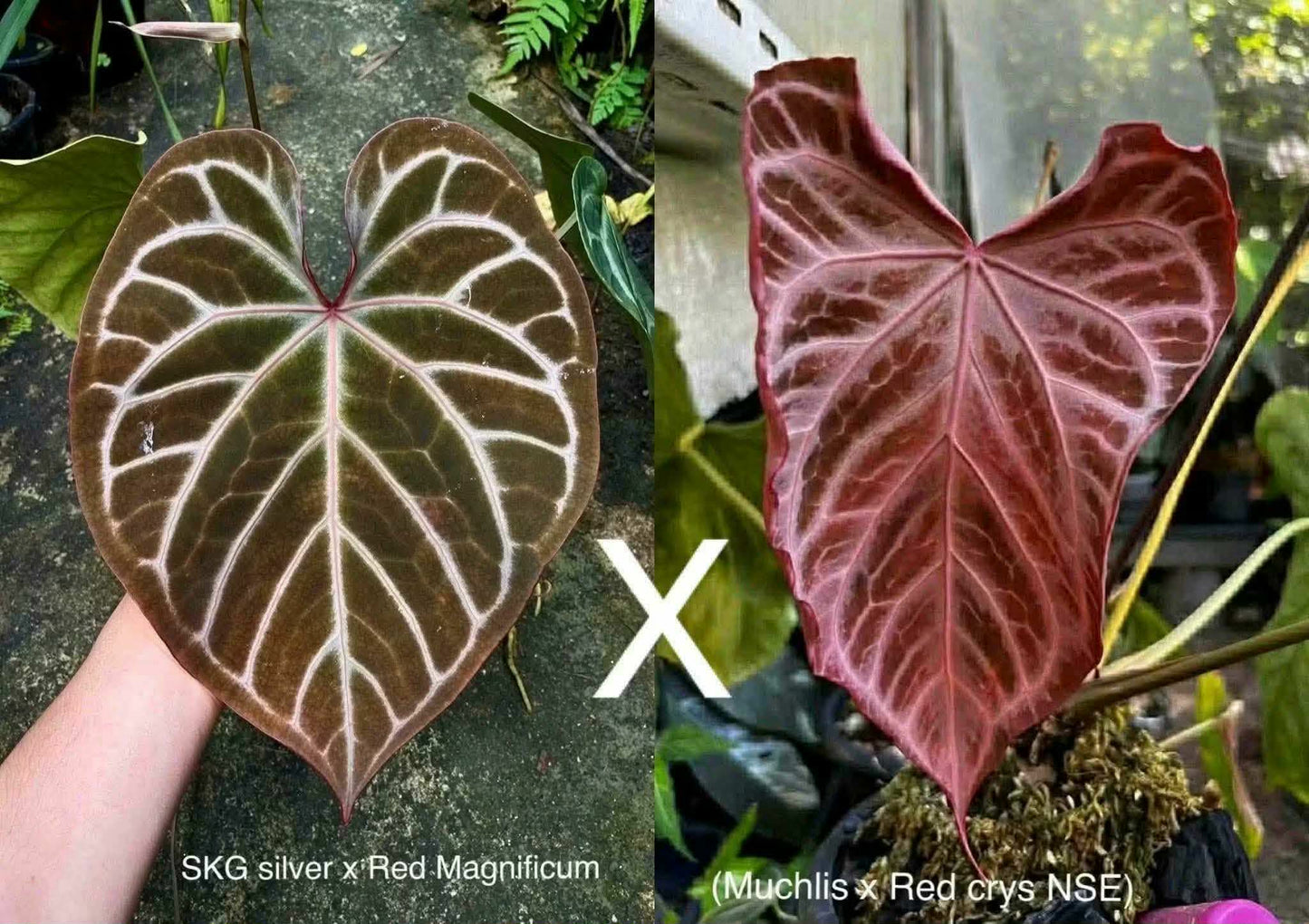 Anthurium (SKG Silver x Red Magnificum) X (Muchlis x Red Crystallinum NSE)