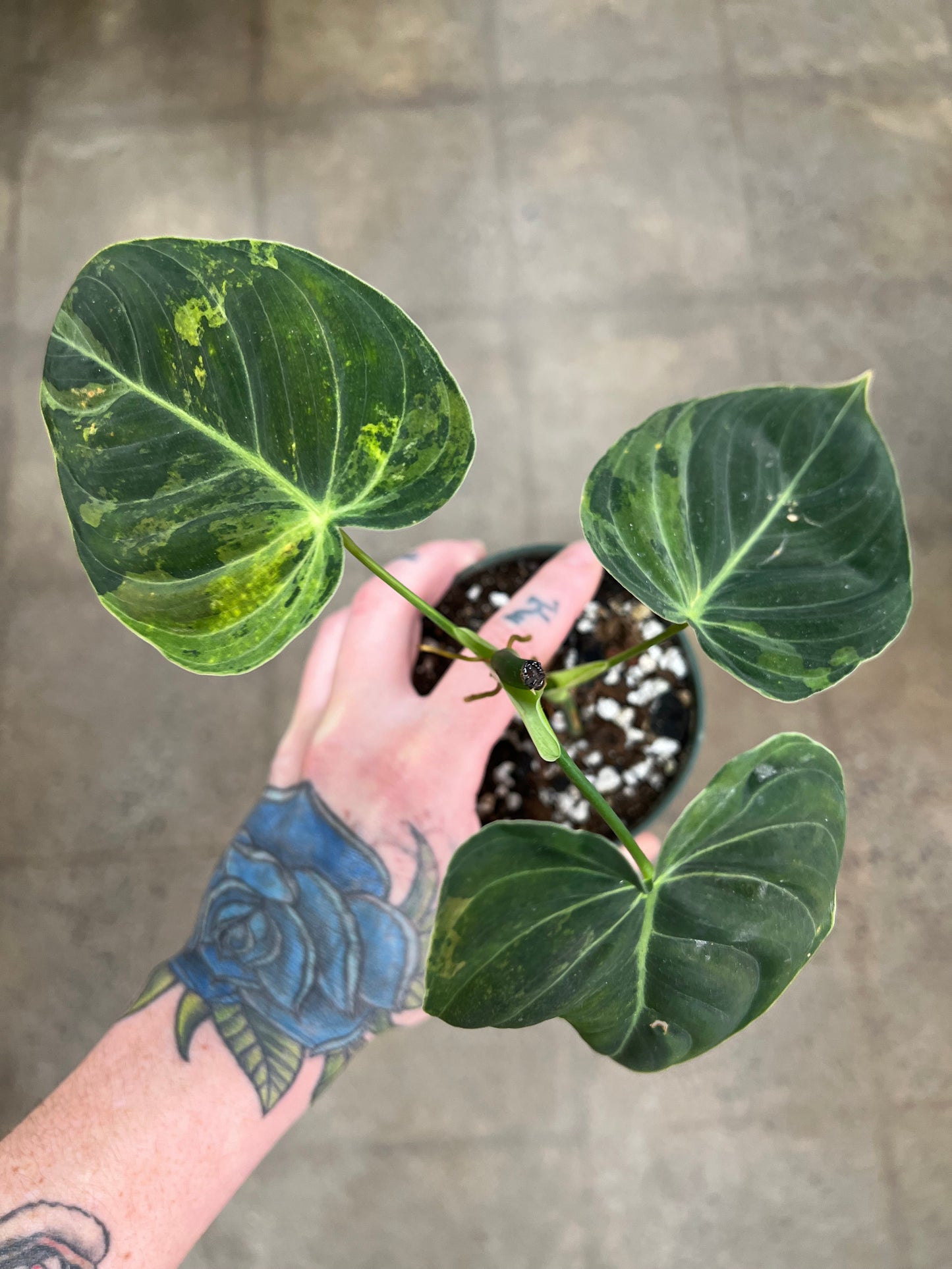 Philodendron Melanochrysum Variegated