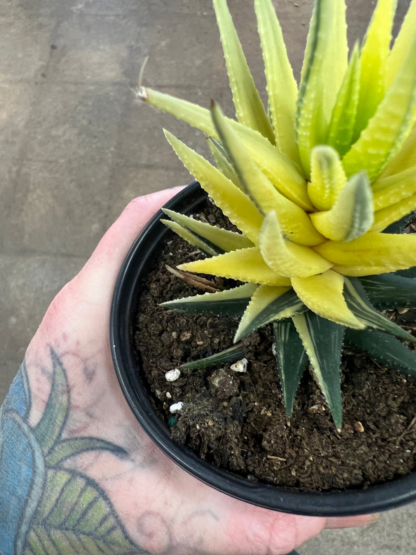 Haworthia Attenuata Variegated