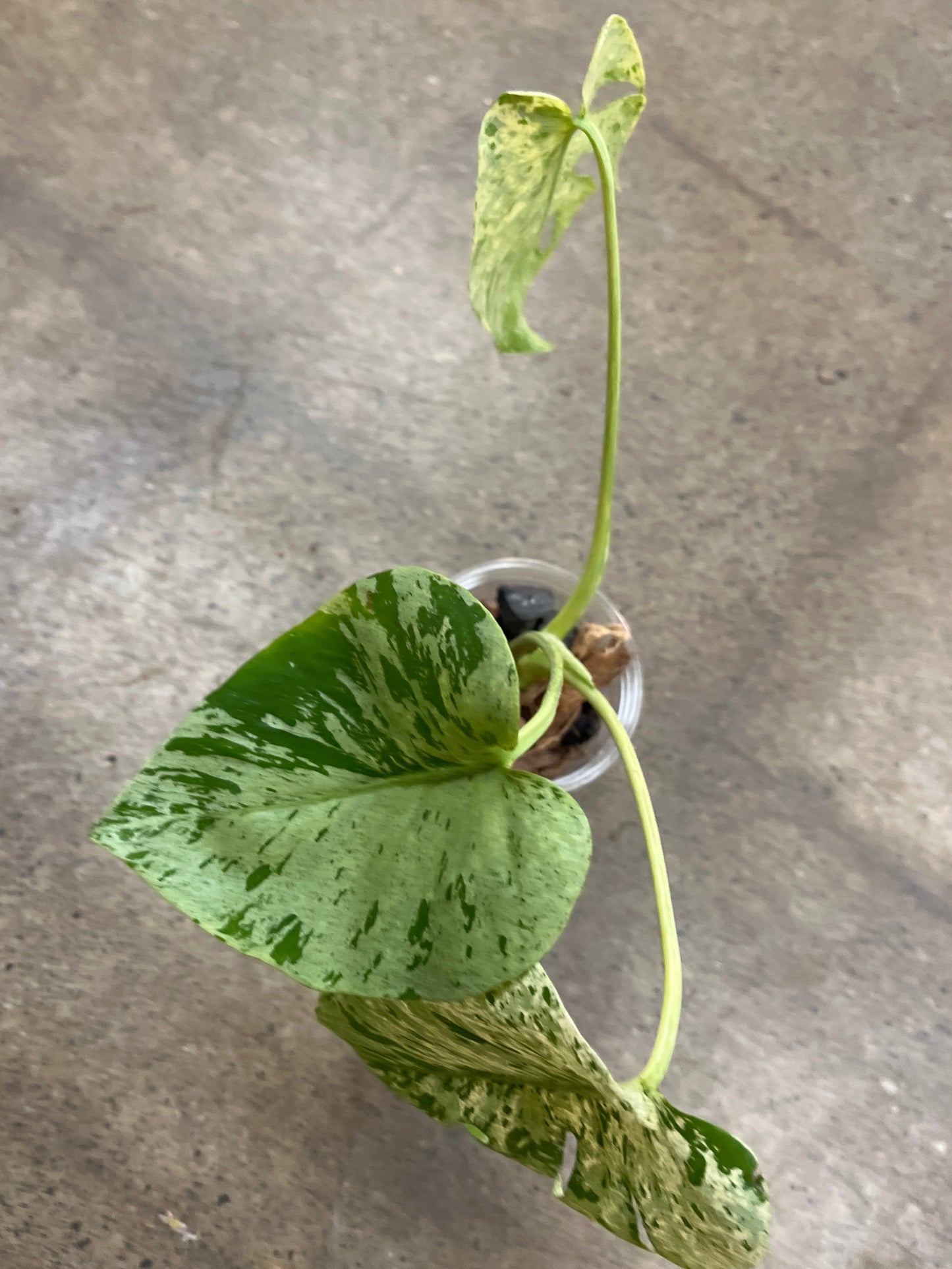 Monstera Bulbasaur