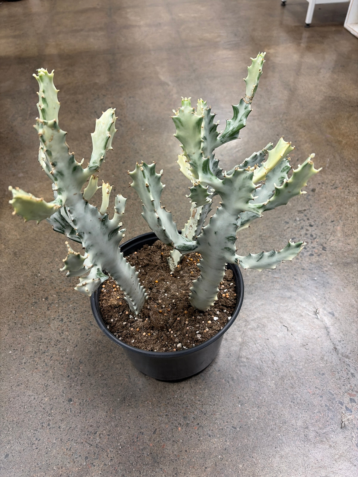 Euphorbia White Ghost Trio