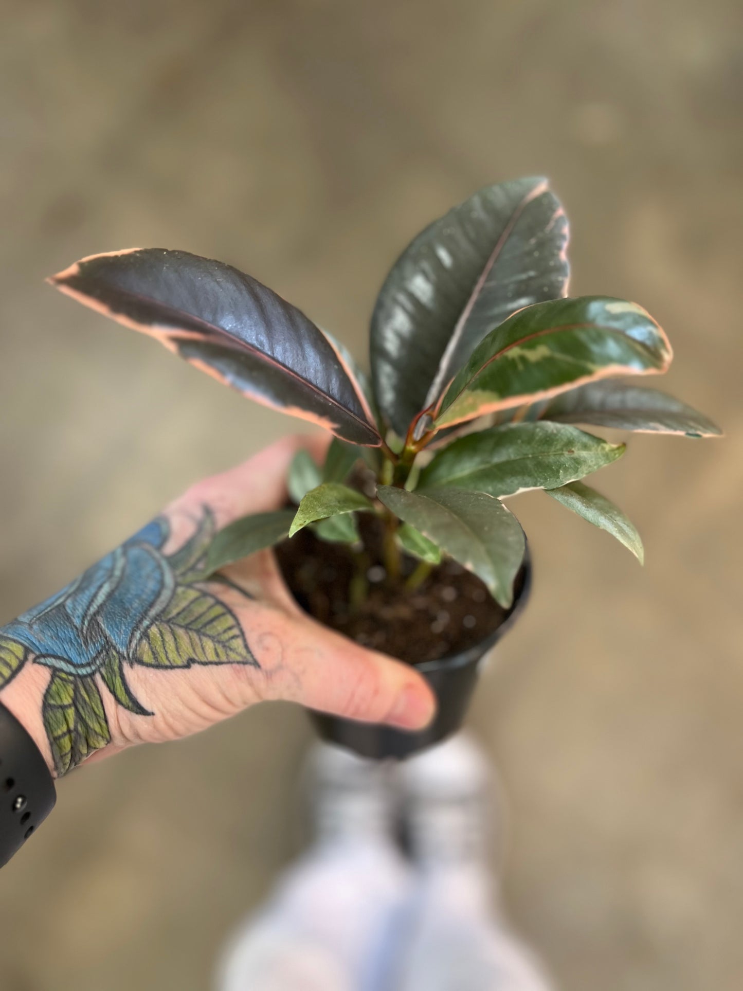 Ficus Elastica Ruby