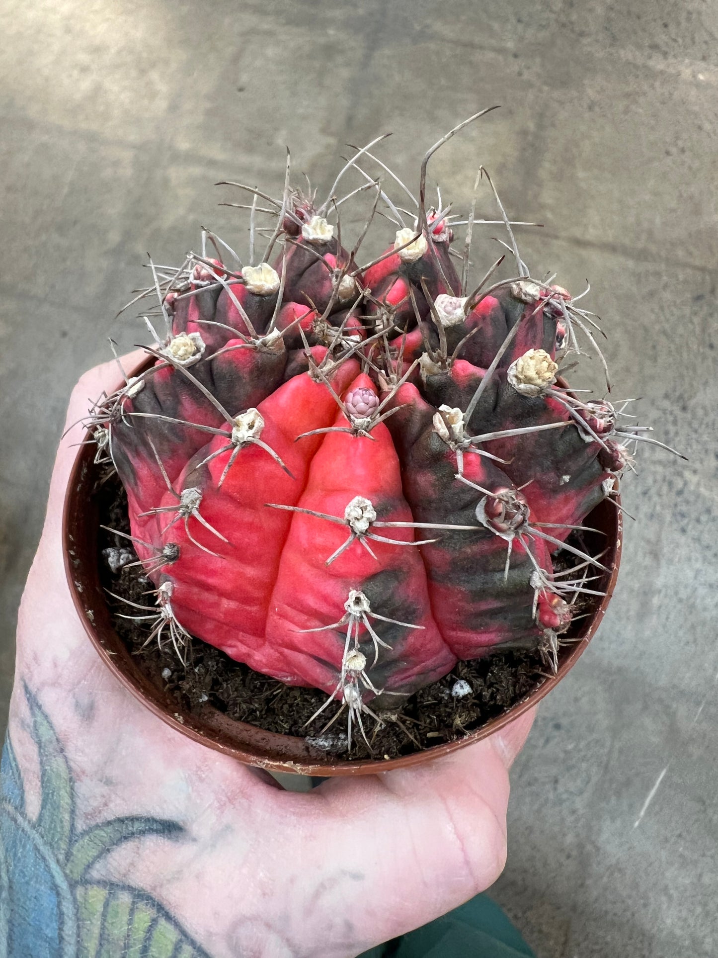 Gymnocalycium Mihanovichii Variegated
