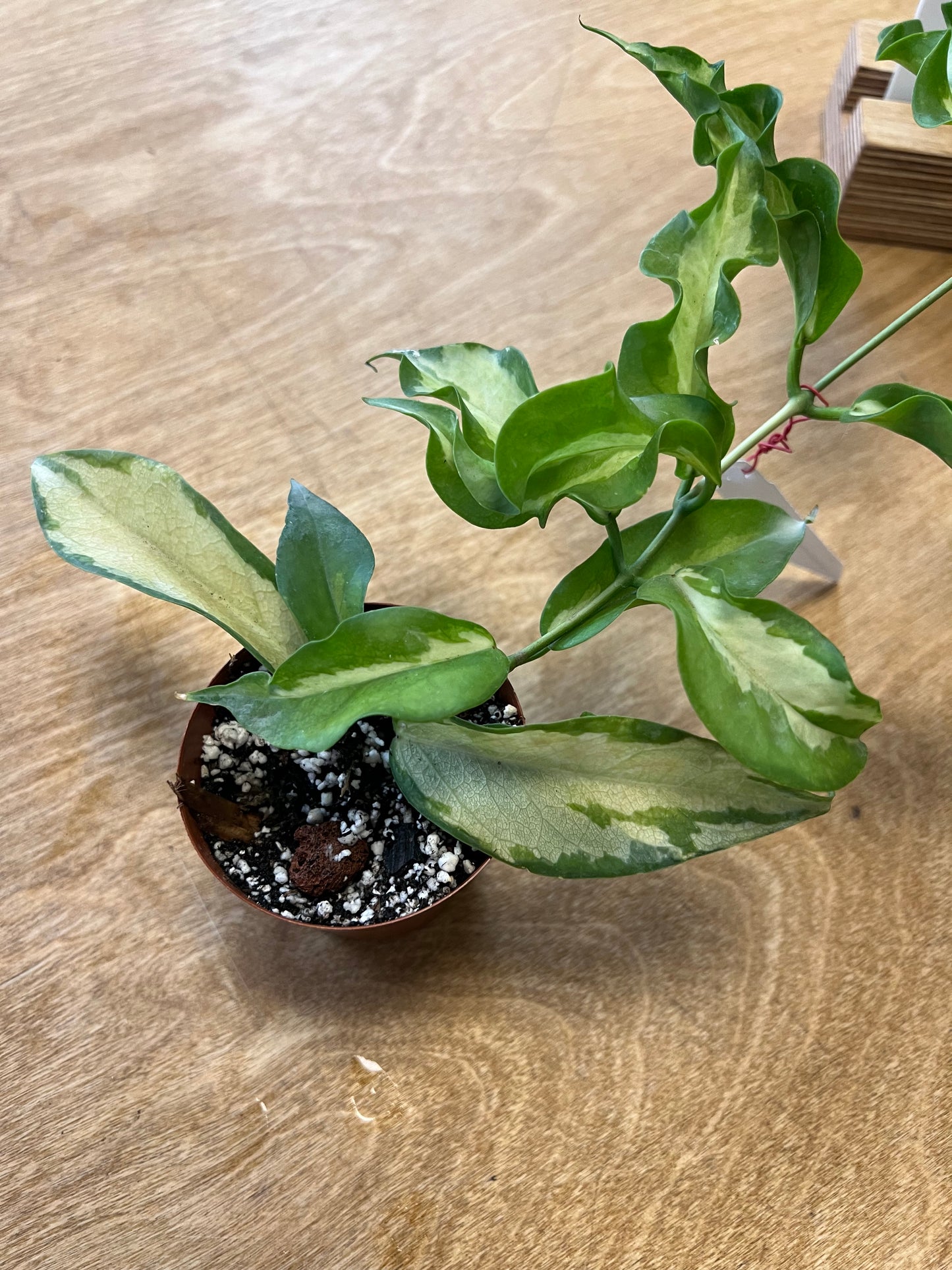 Hoya Kenejiana Variegated