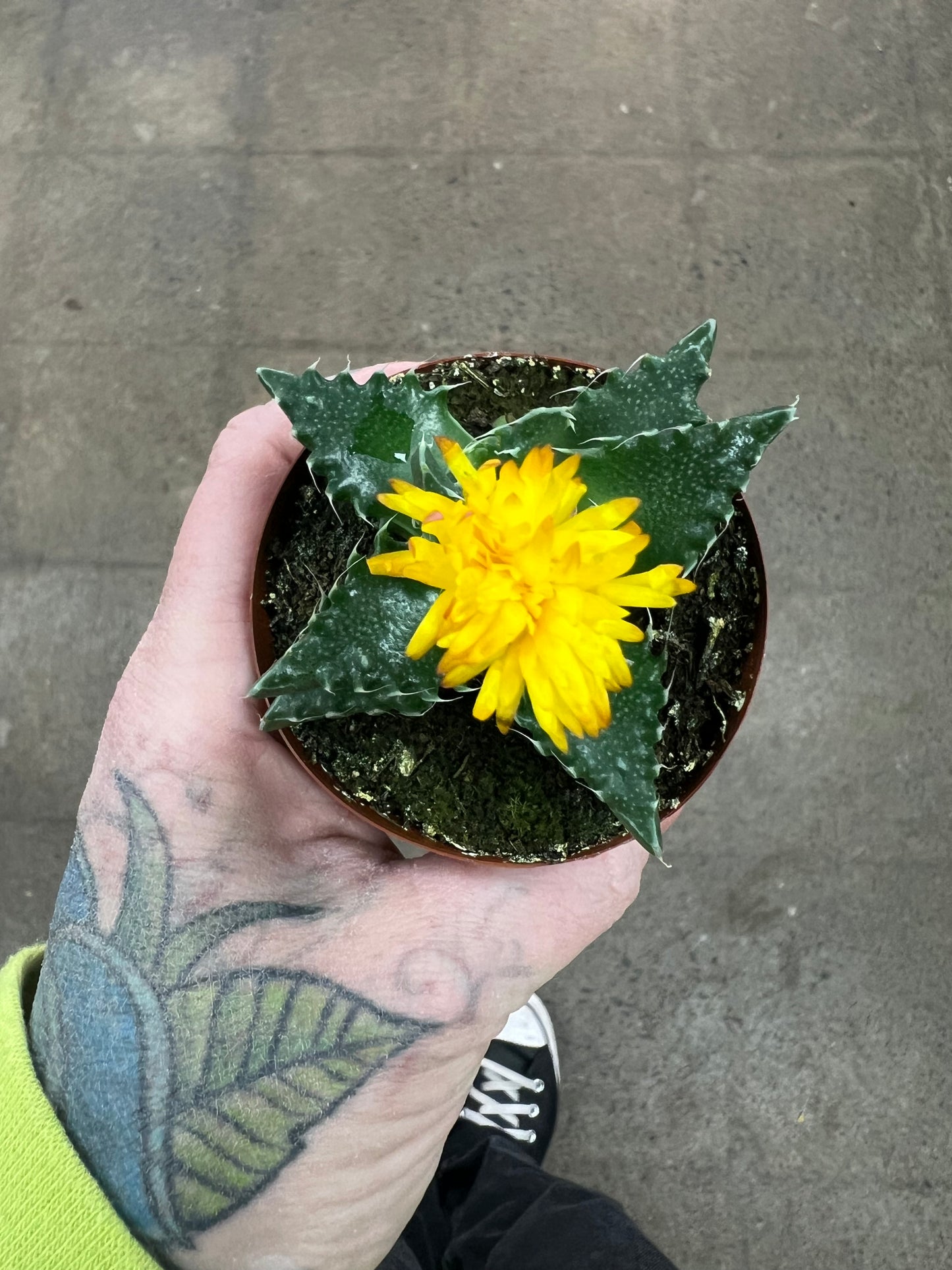 Faucaria Tuberculosa